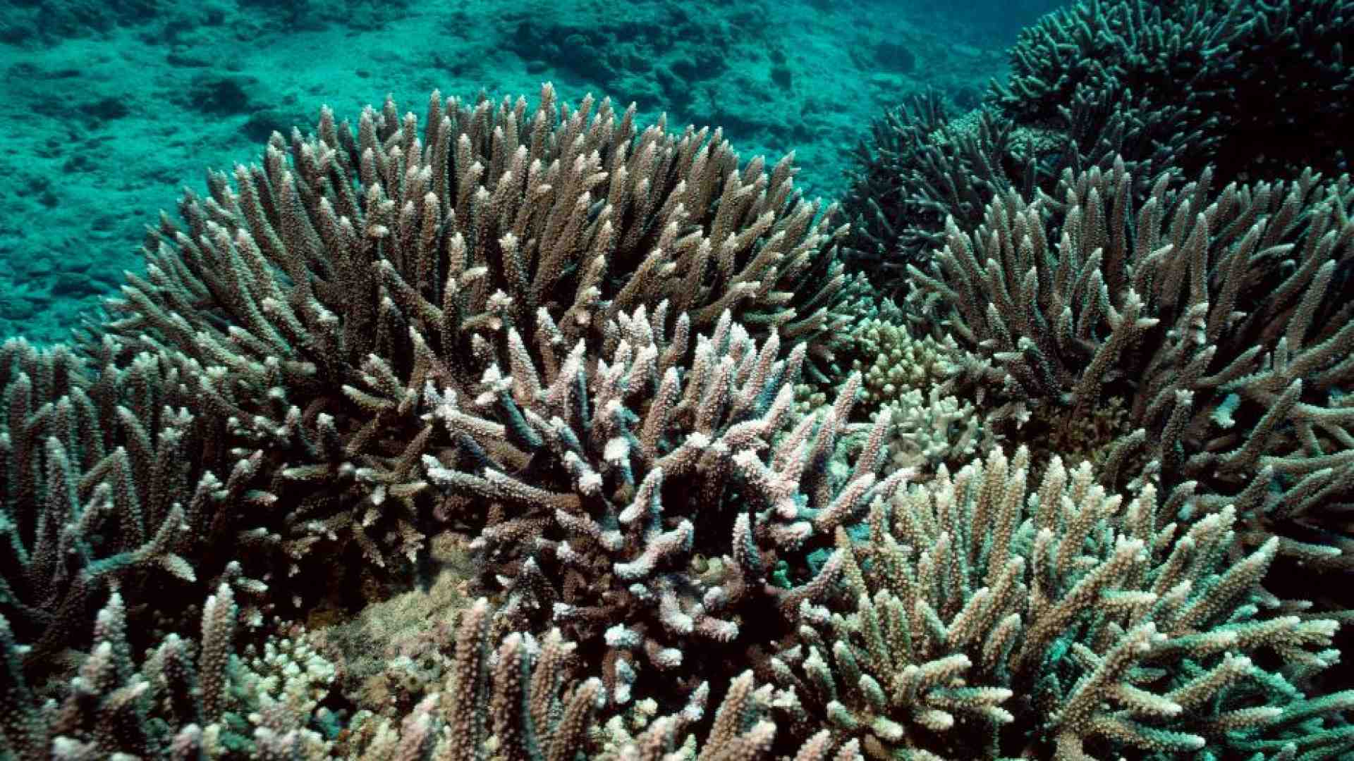 Immagine di Il mare più caldo sta sbiancando i coralli. È la più grave crisi di sempre