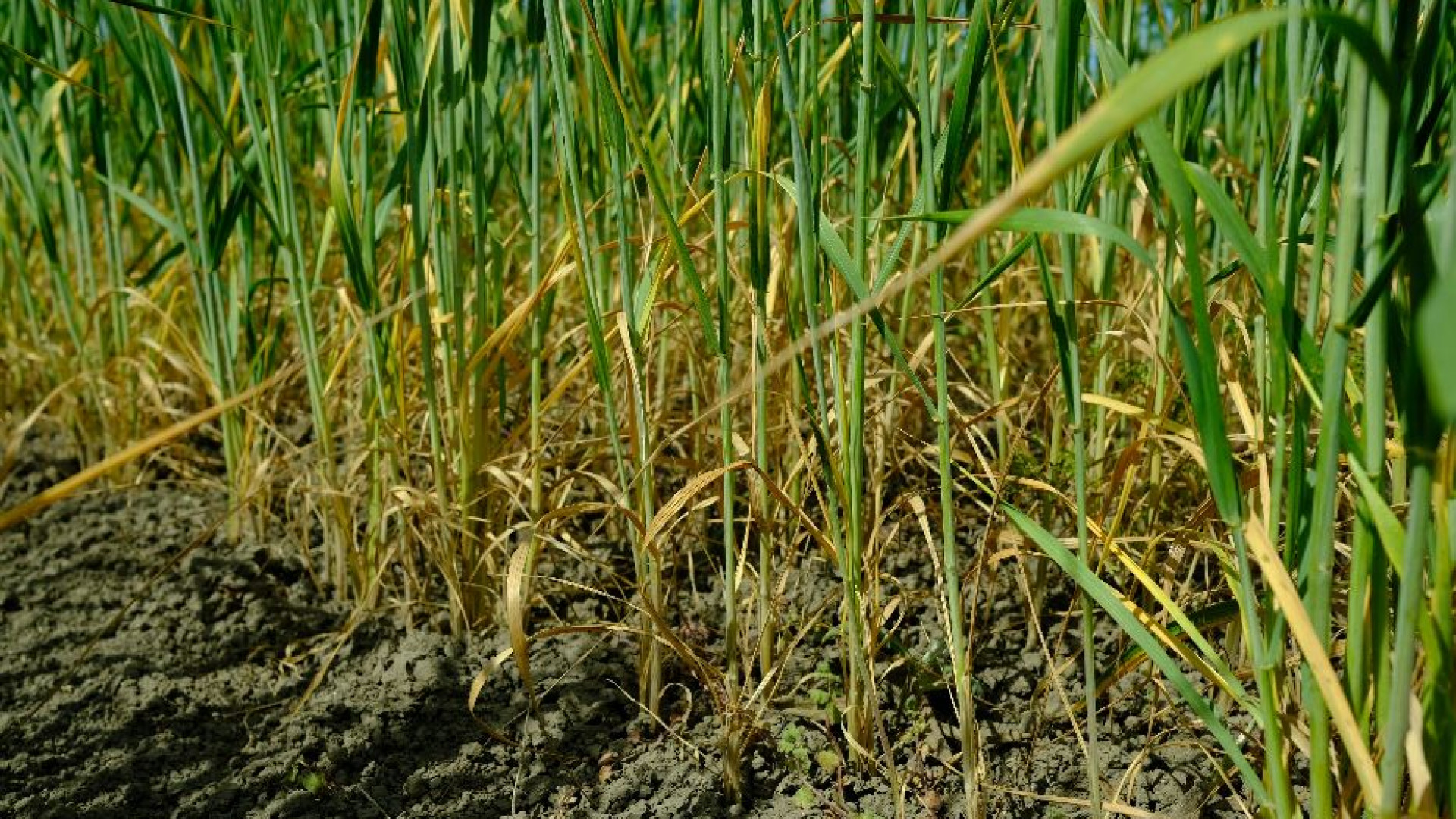 Immagine di Siccità e caldo nel Sud Italia, così viene rovinata la produzione di grano