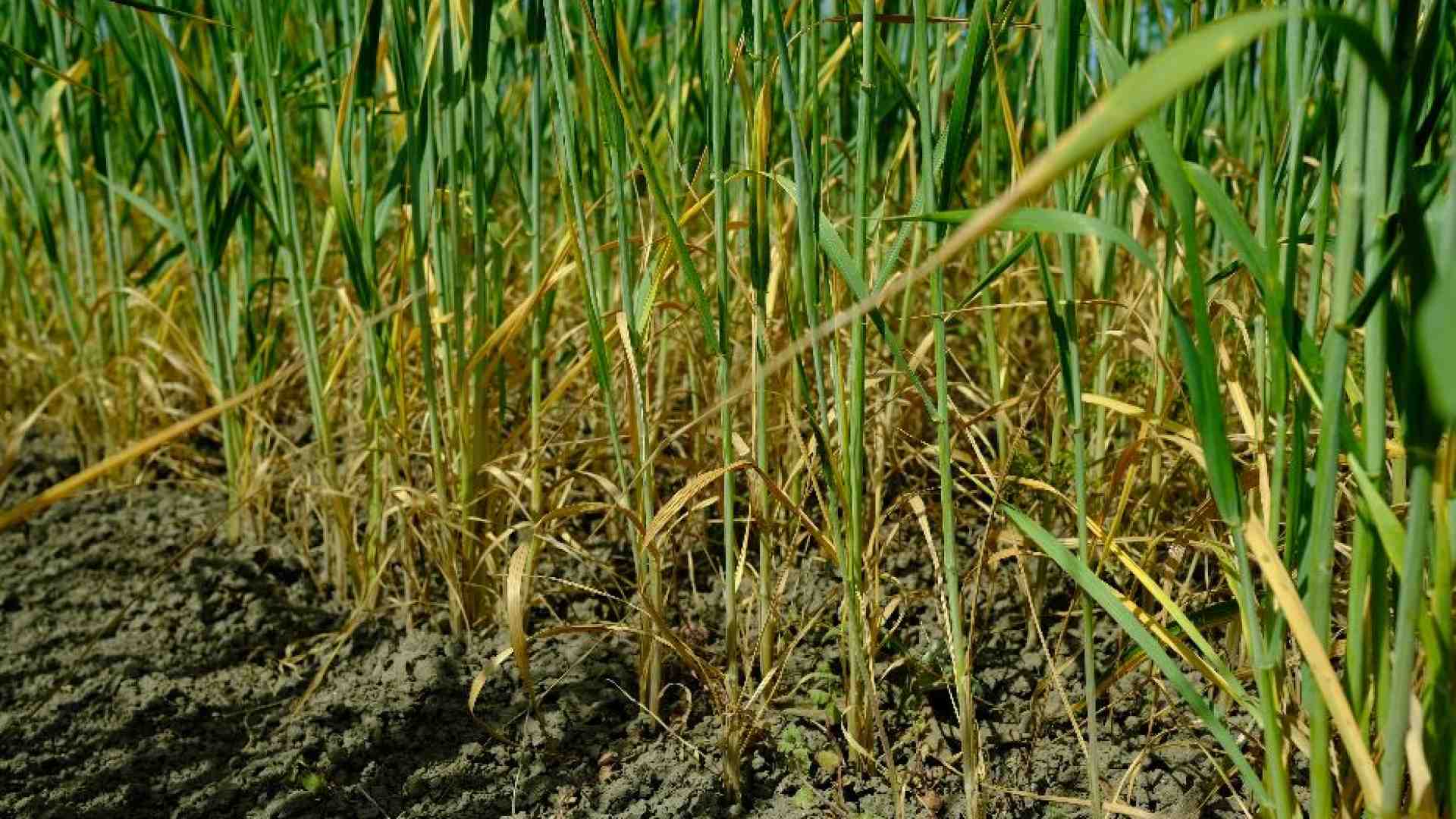 Immagine di Siccità e caldo nel Sud Italia, così viene rovinata la produzione di grano