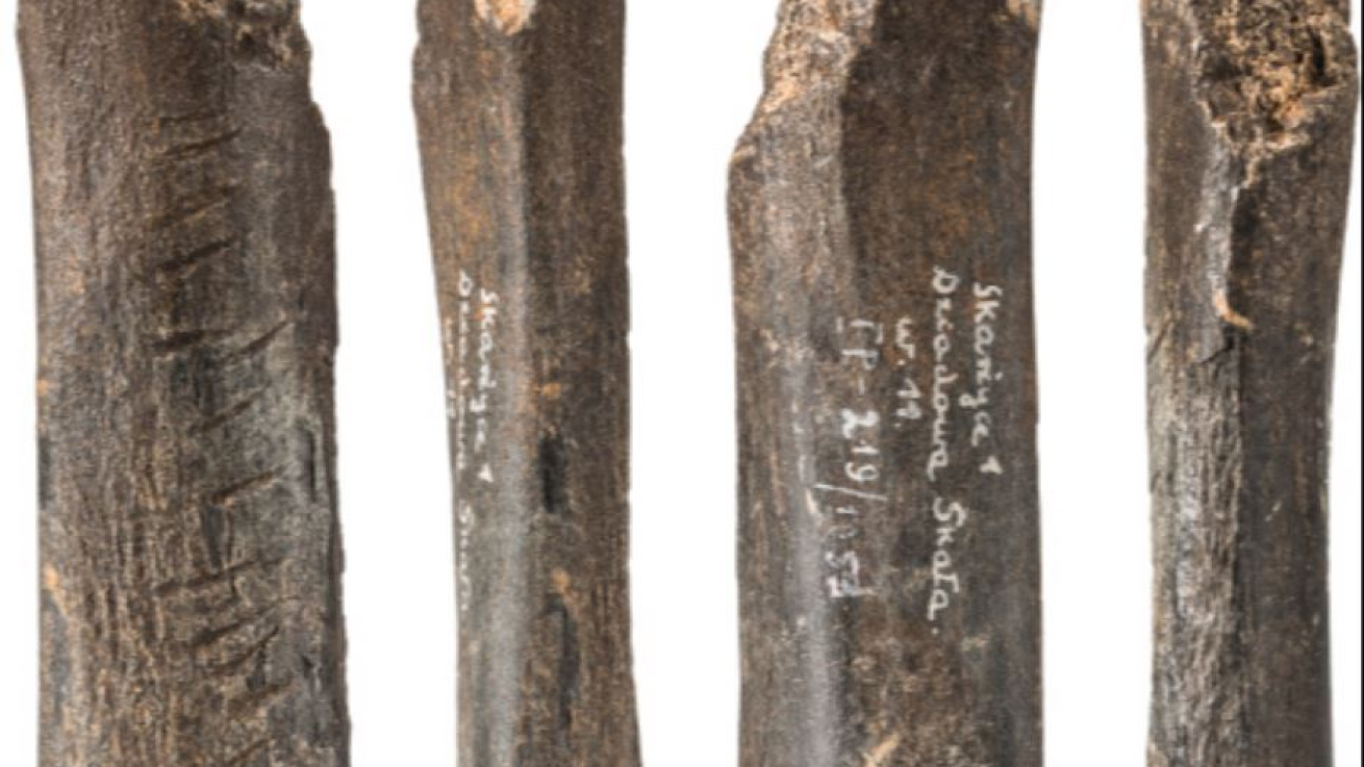 Immagine di Polonia: in un osso d'orso il simbolismo dell'uomo di Neanderthal