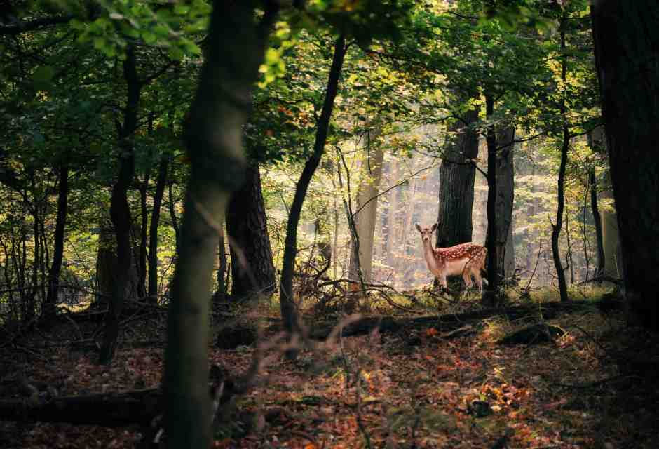 (foto Unsplash)