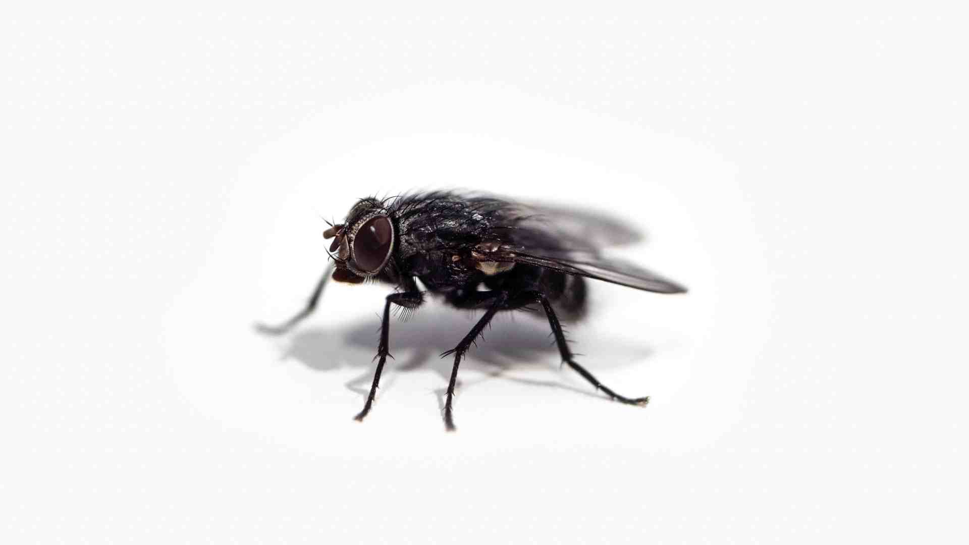 Immagine di La terribile mosca dell'urina