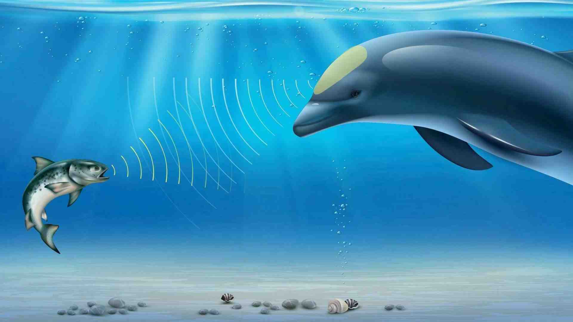 Immagine di Senti chi (non) parla: la biodiversità a prova di Ecoacustica