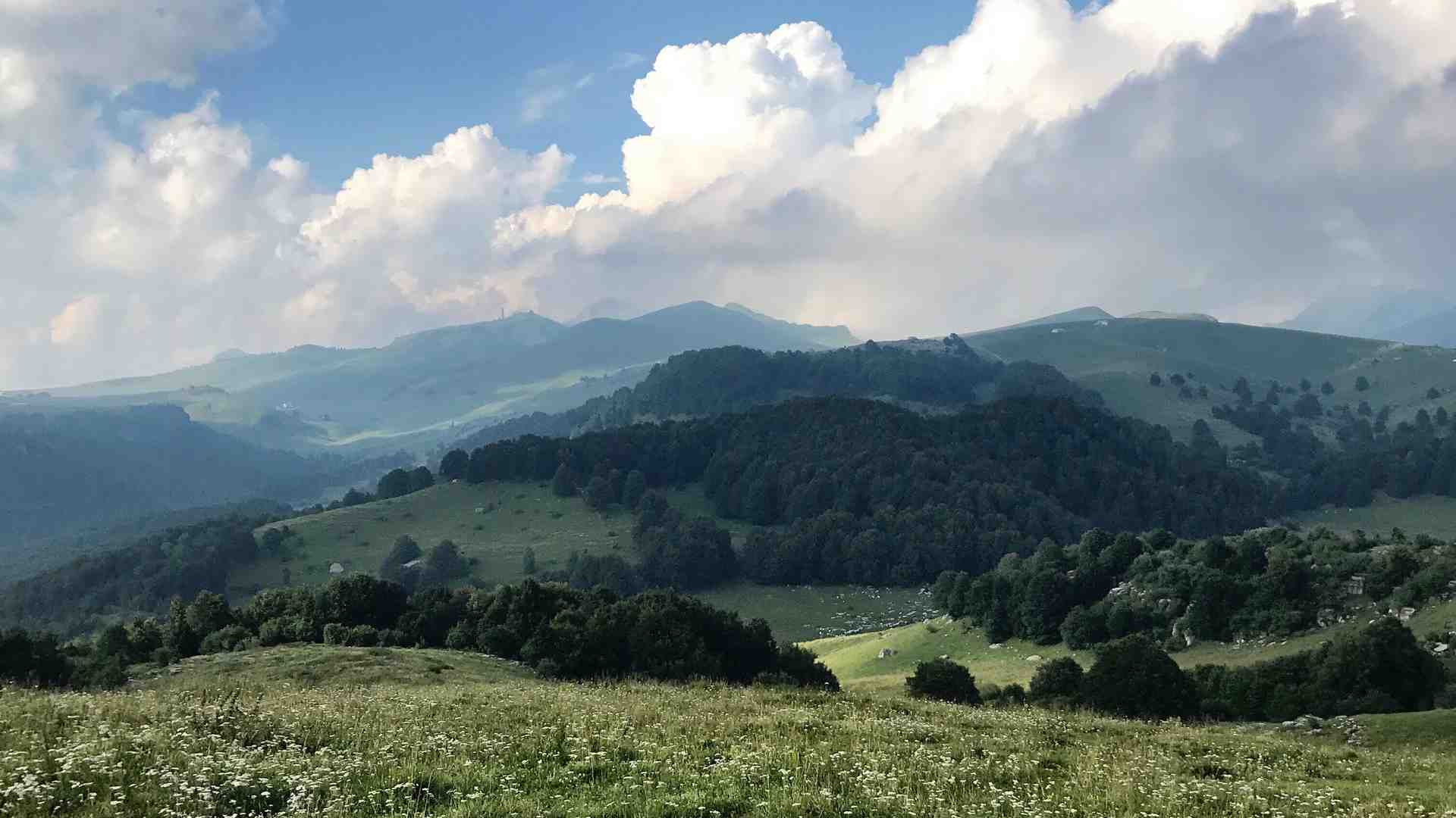 Immagine di Conoscere le erbe e le piante spontanee di Baldo e Lessinia