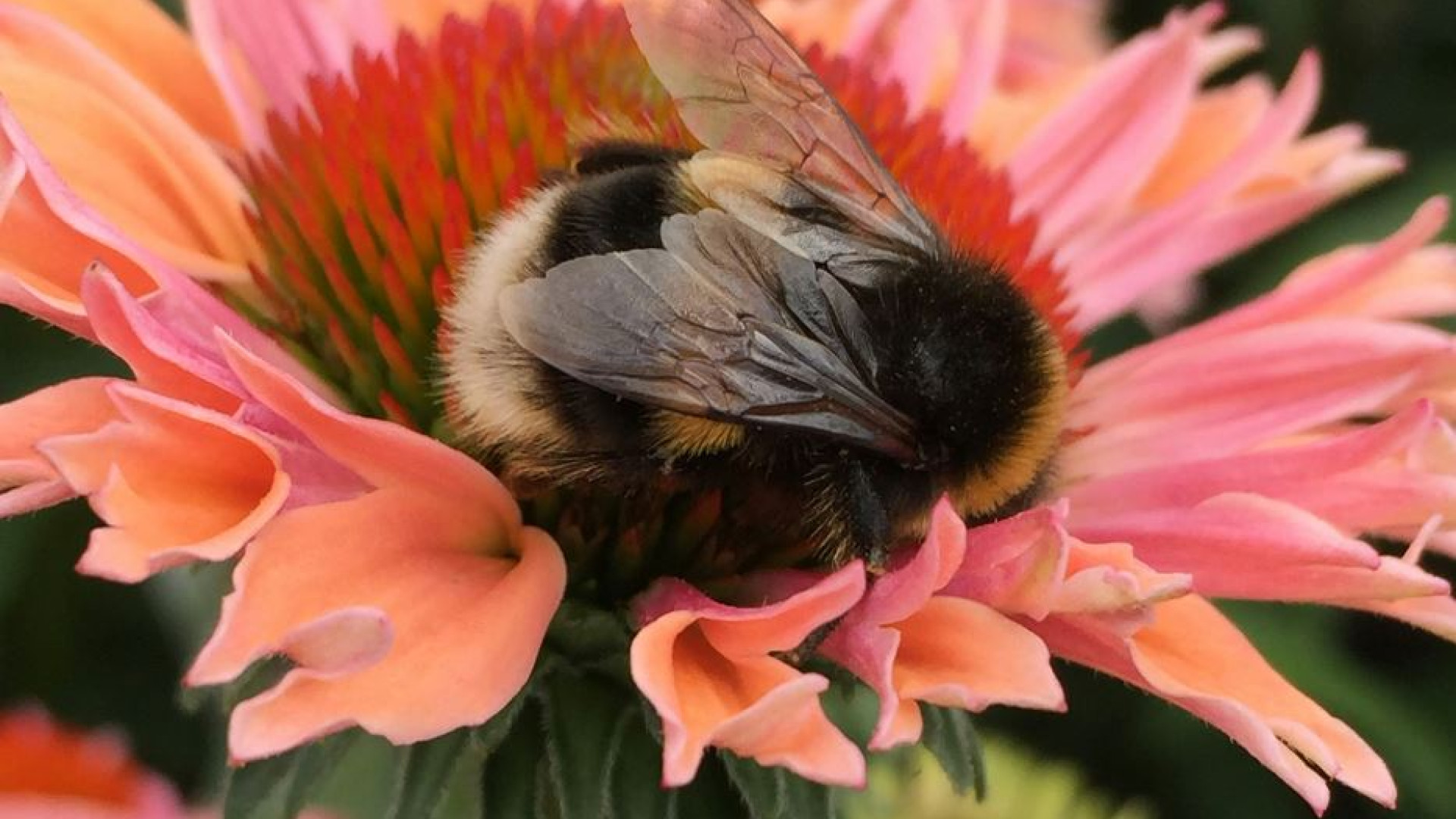 Immagine di I nidi dei bombi si stanno surriscaldando: la specie è a rischio