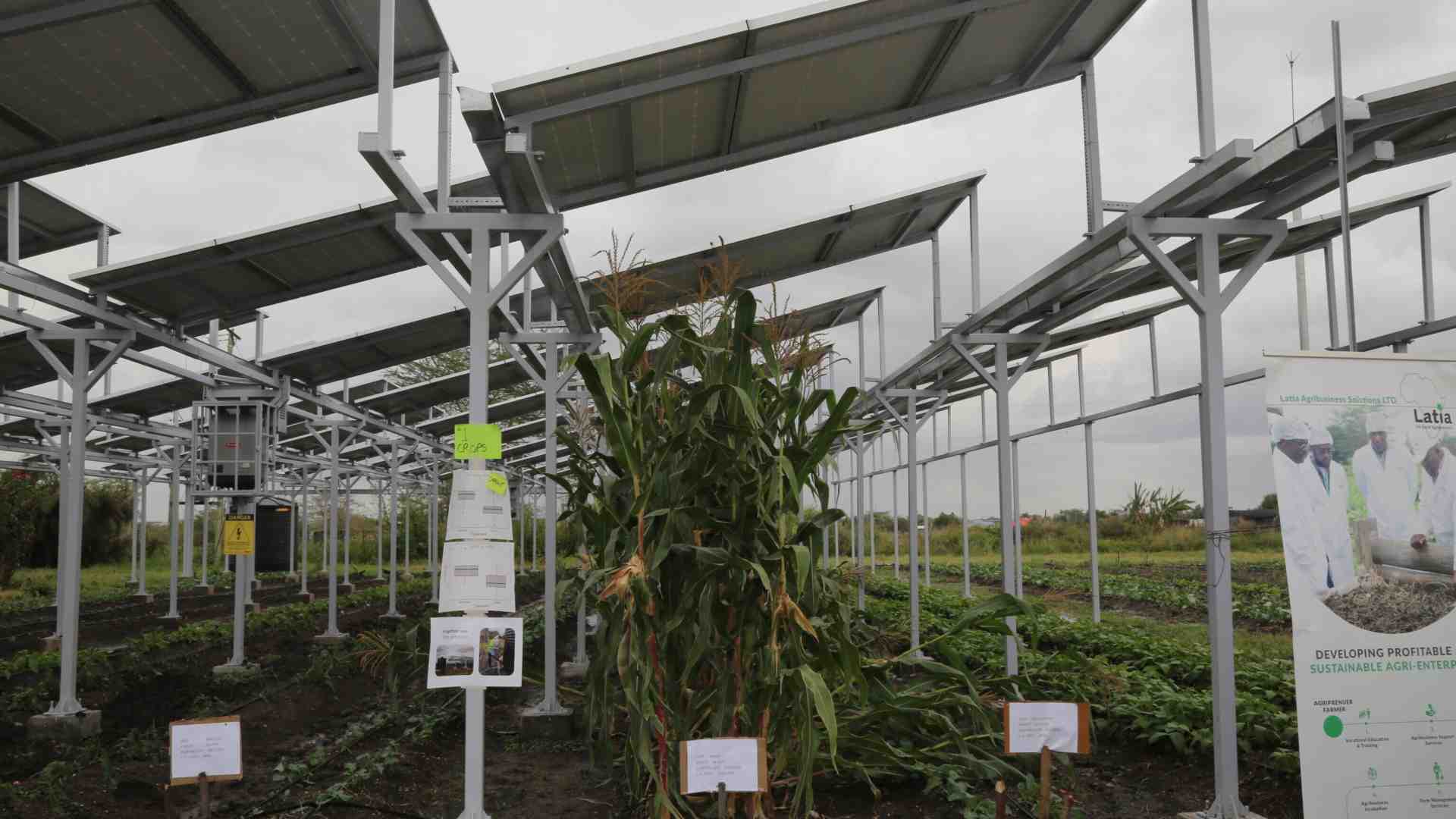 Immagine di Zone agricole “sovrane”: Lollobrigida vuole vietare il fotovoltaico
