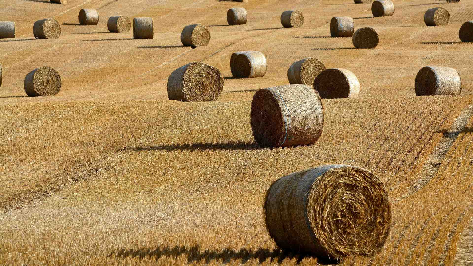 Immagine di Tutti le mansioni degli uomini di fatica, tra cui catturare gli scemi per strada
