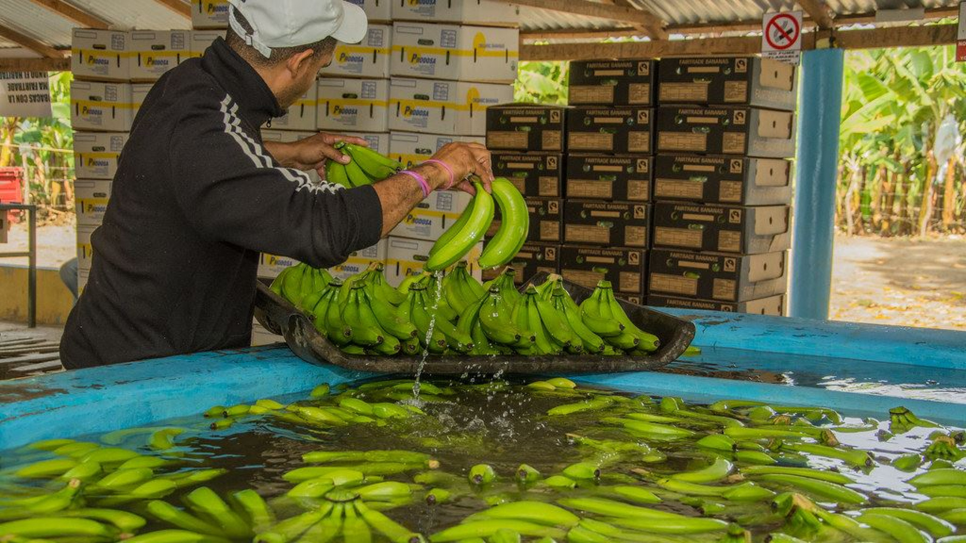 Immagine di Scuole, terre e diritti: così il commercio equo premia le comunità