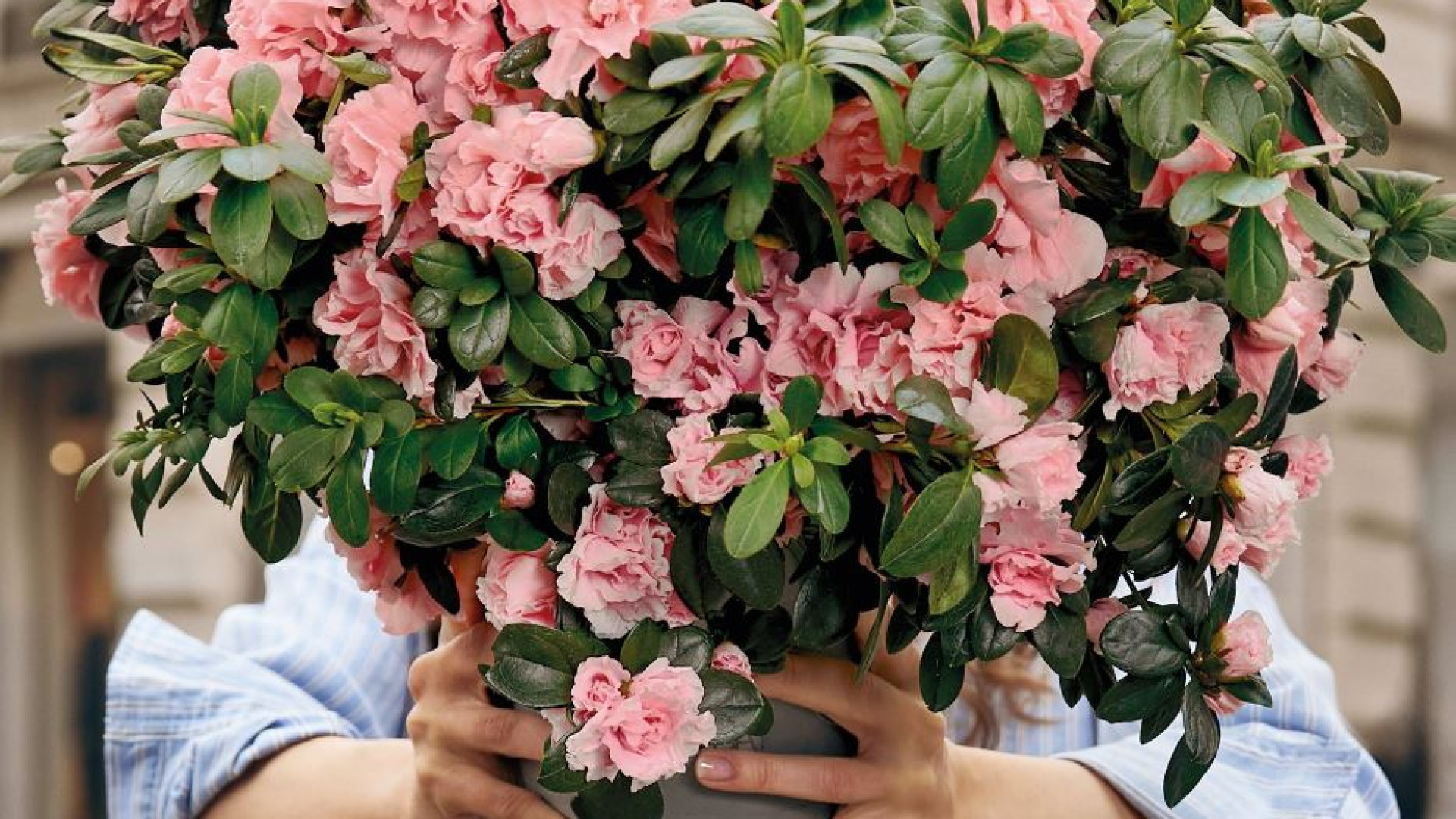 Immagine di Azalea della Ricerca, 300 milioni in 40 anni. E tanti traguardi raggiunti