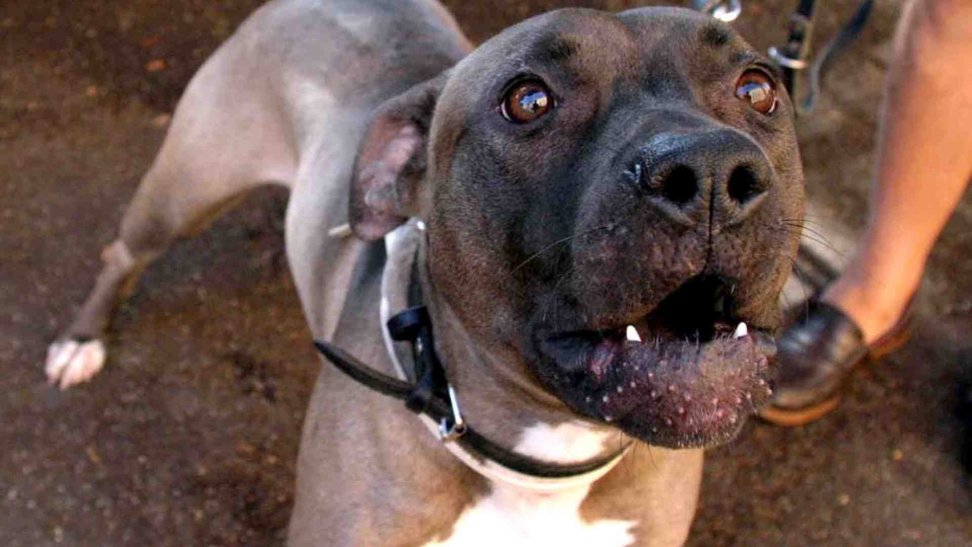 Immagine di Un'altra bambina è stata ferita gravemente da un pitbull