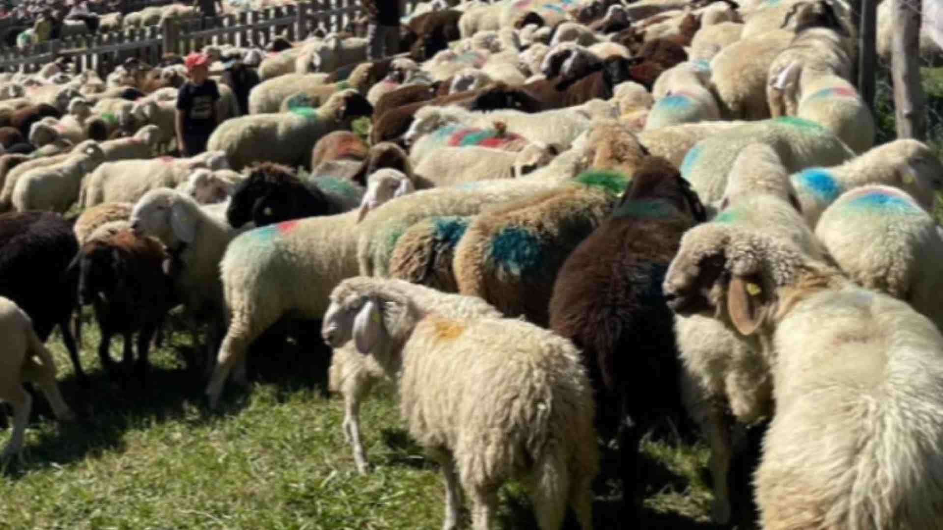 Immagine di Quattro pecore iscritte a scuola per non far chiudere la classe