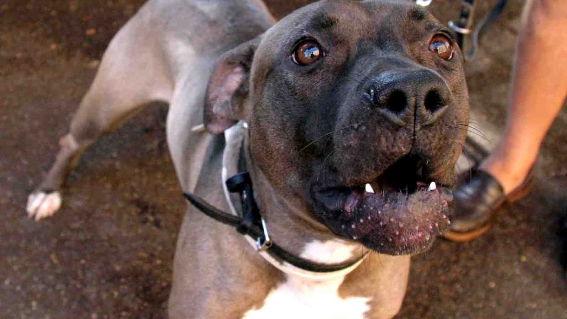 Immagine di Azzannato dal pitbull di casa: muore bimbo di 5 mesi