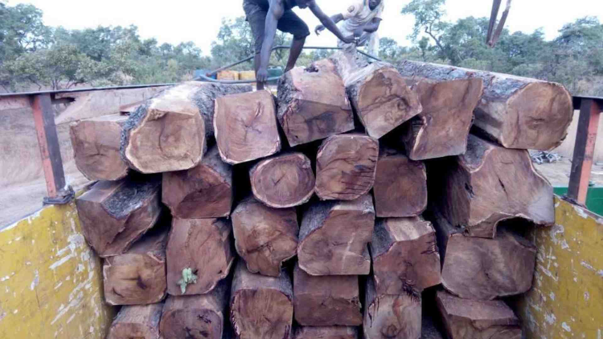 Immagine di Il legno del Palissandro più pregiato viene rubato all'Africa
