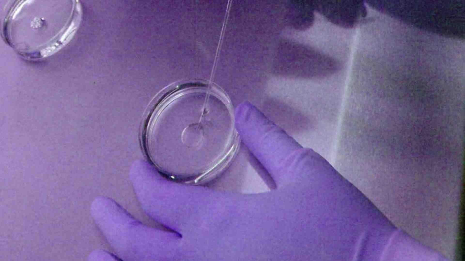 Immagine di Embrioni, eterologa, spese di conservazione: le nuove regole del Ministero