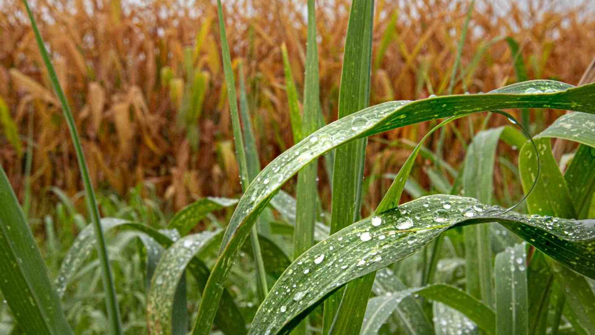 Immagine di Il riscaldamento climatico è una bufala? La nostra risposta a un lettore