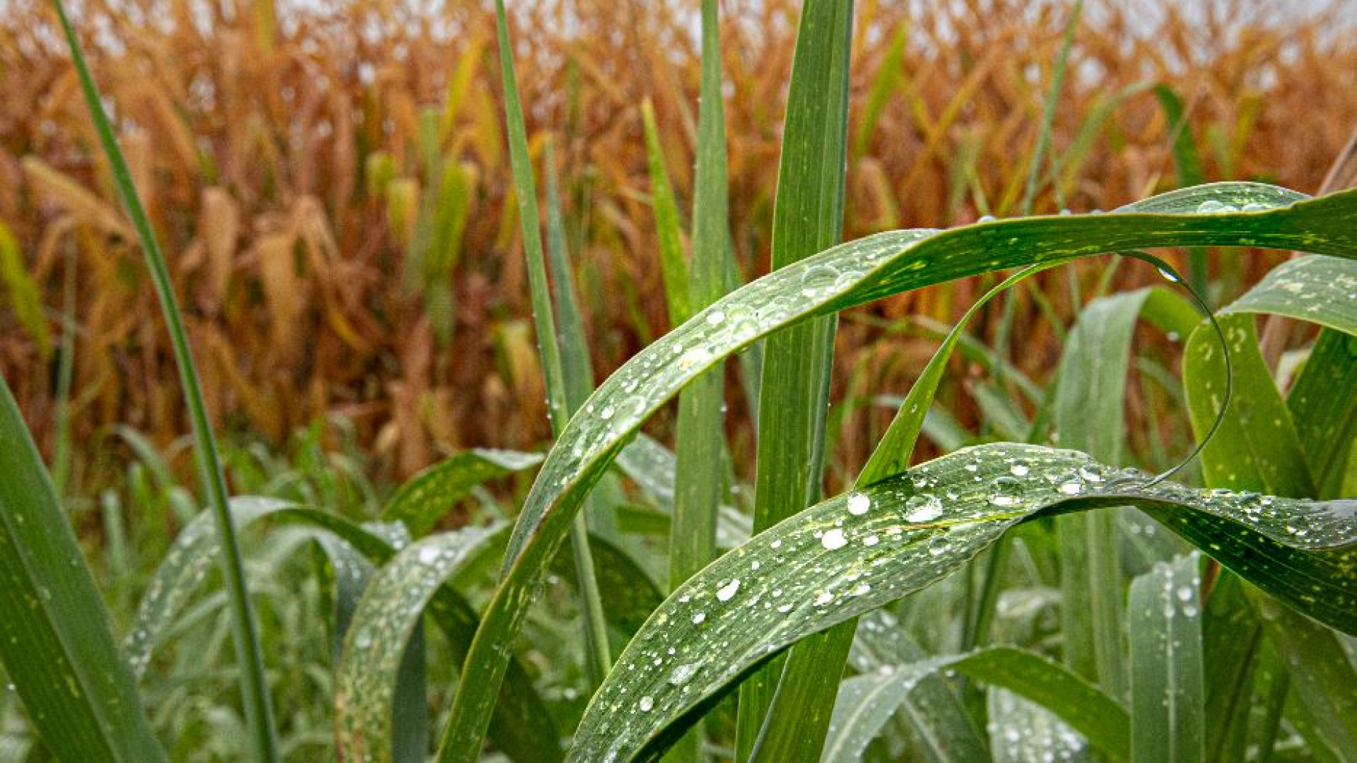 Immagine di Il riscaldamento climatico è una bufala? La nostra risposta a un lettore