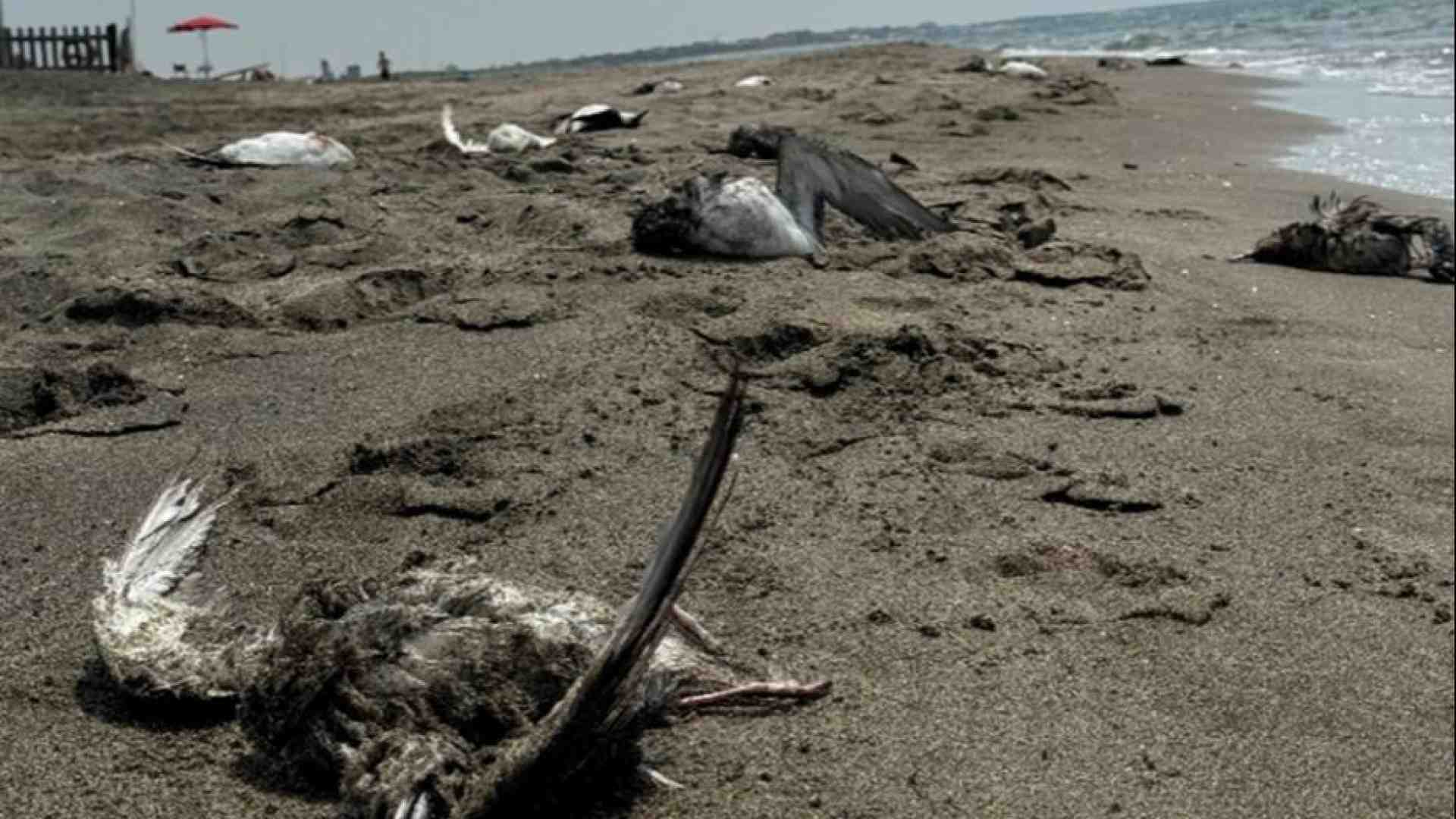 Immagine di Litorale romano, strage di uccelli marini. La Lipu: sono le reti da pesca