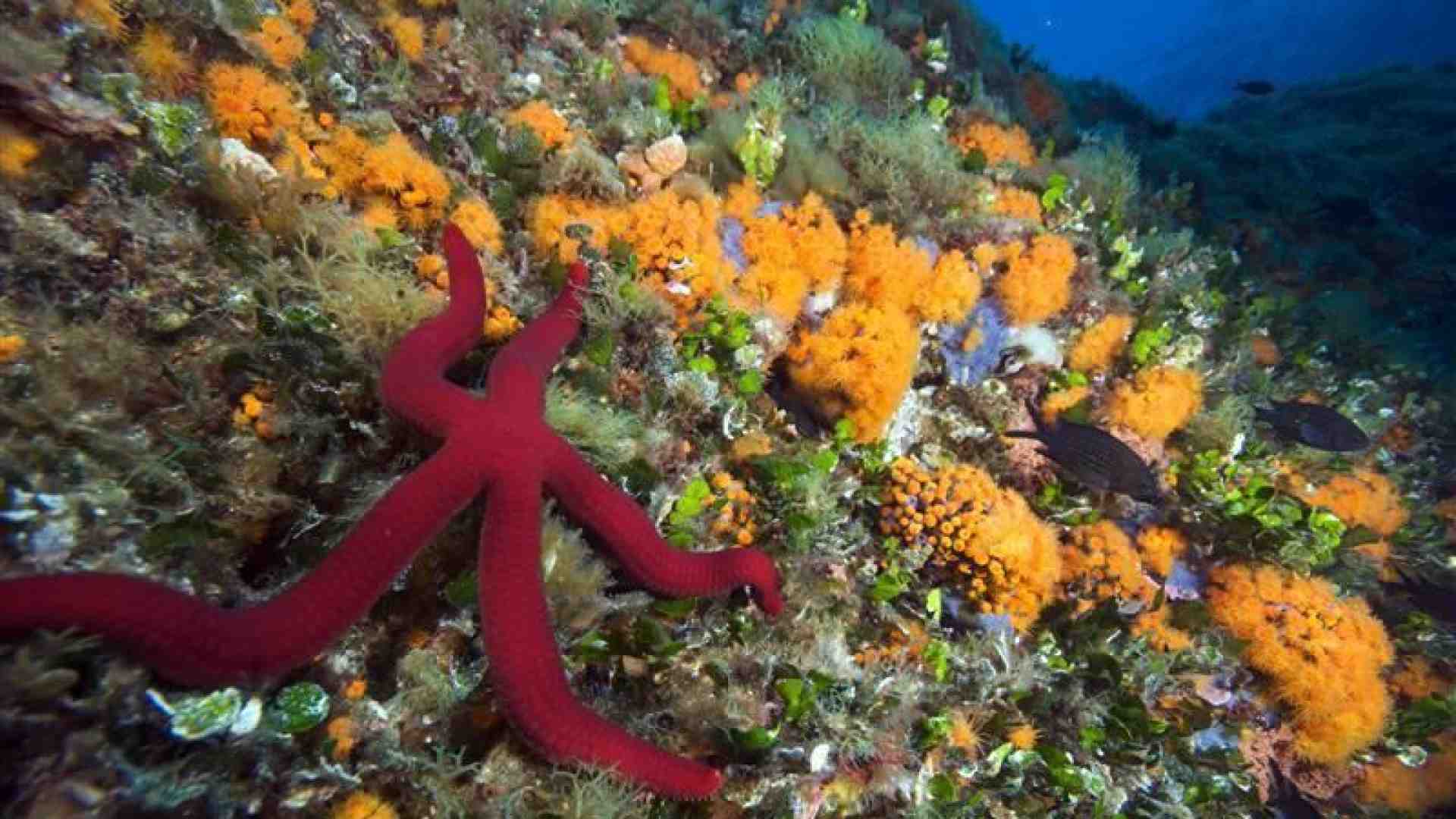Immagine di Scienziati, imprenditori e attivisti insieme per curare la febbre mediterranea
