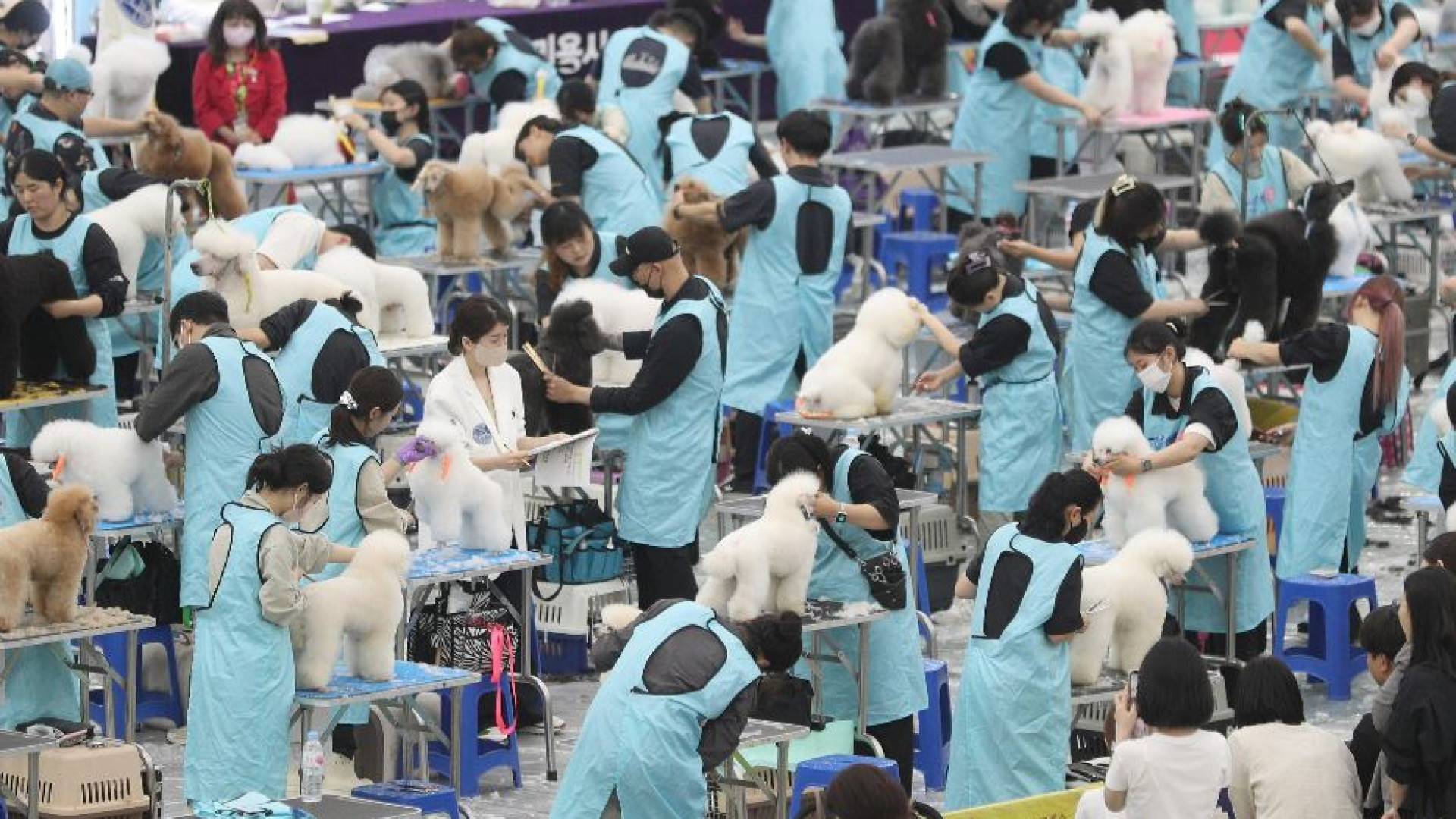 Immagine di In Asia tutti pazzi per gli animali