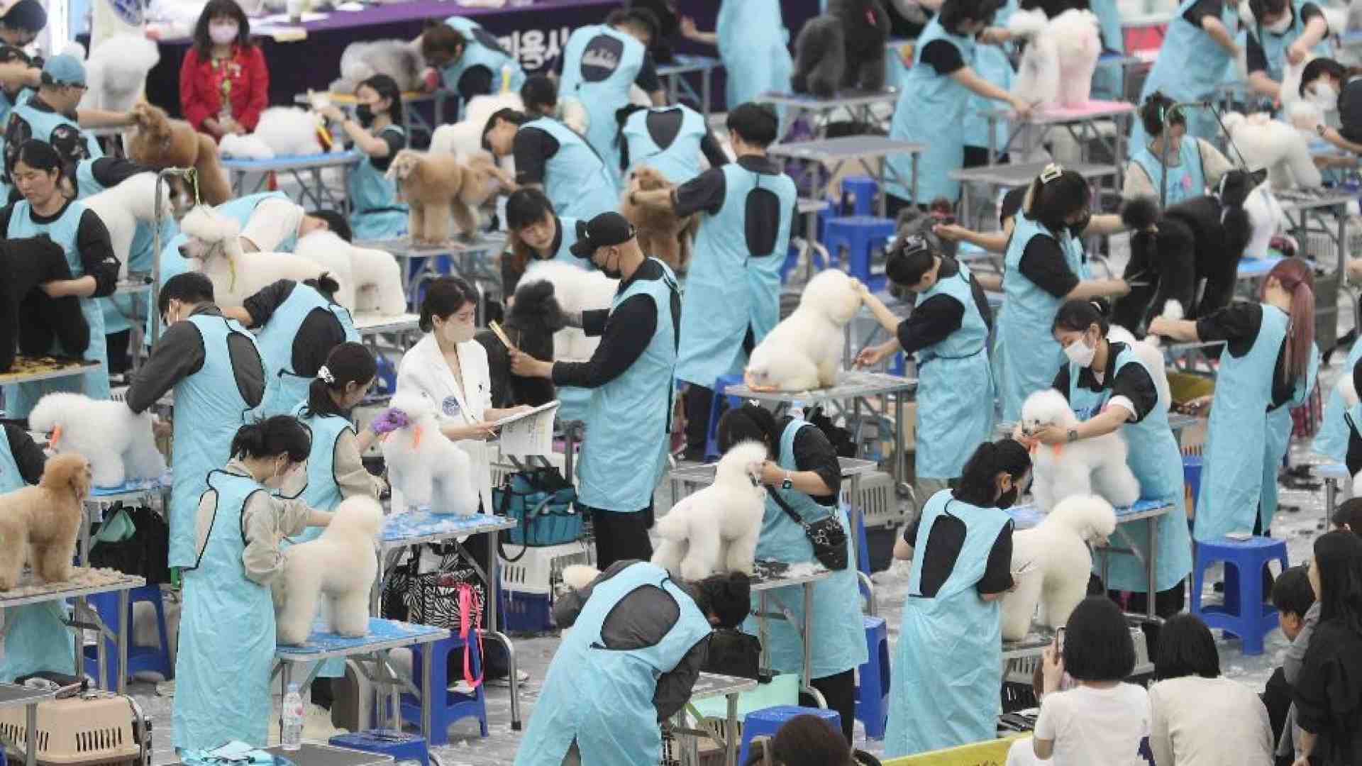 Immagine di In Asia tutti pazzi per gli animali