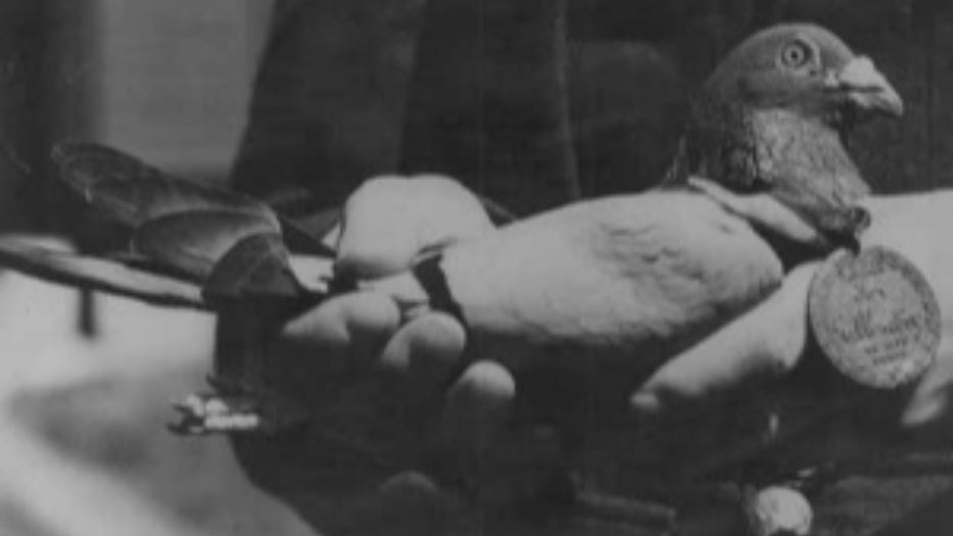 Immagine di D-Day, in prima linea finirono perfino i piccioni. E furono medagliati