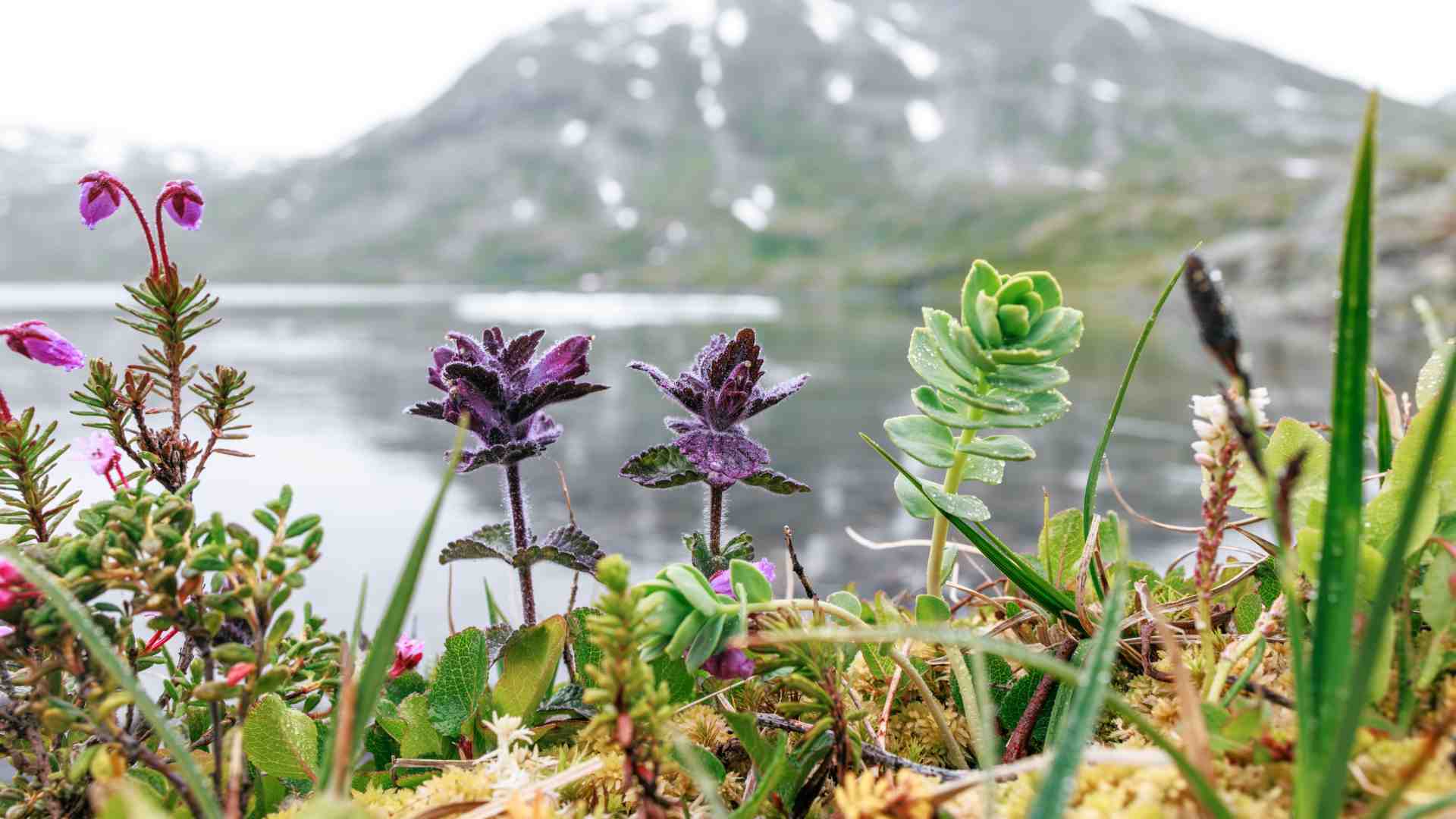 Immagine di Ritorno in terra alta: anche la montagna è in transizione