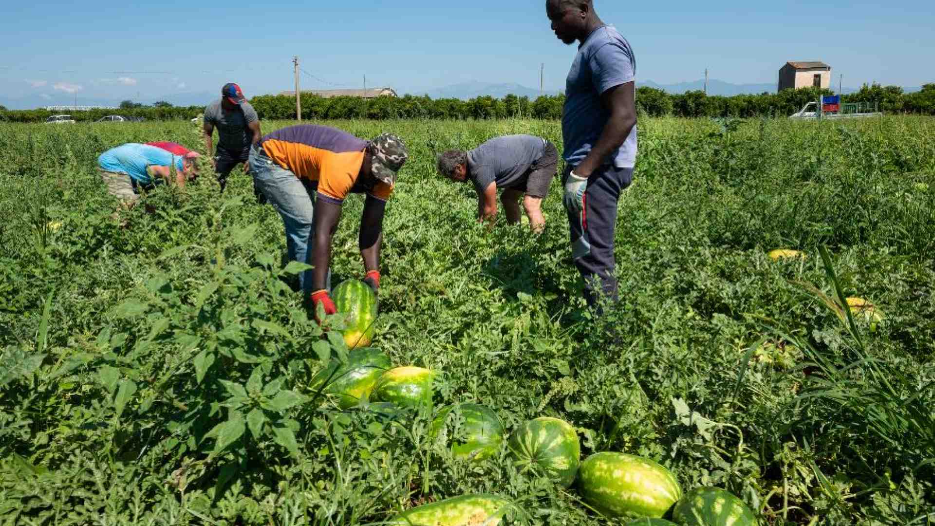 Immagine di Caporalato, più inchieste al Centro Nord. Tra gli sfruttati anche gli italiani