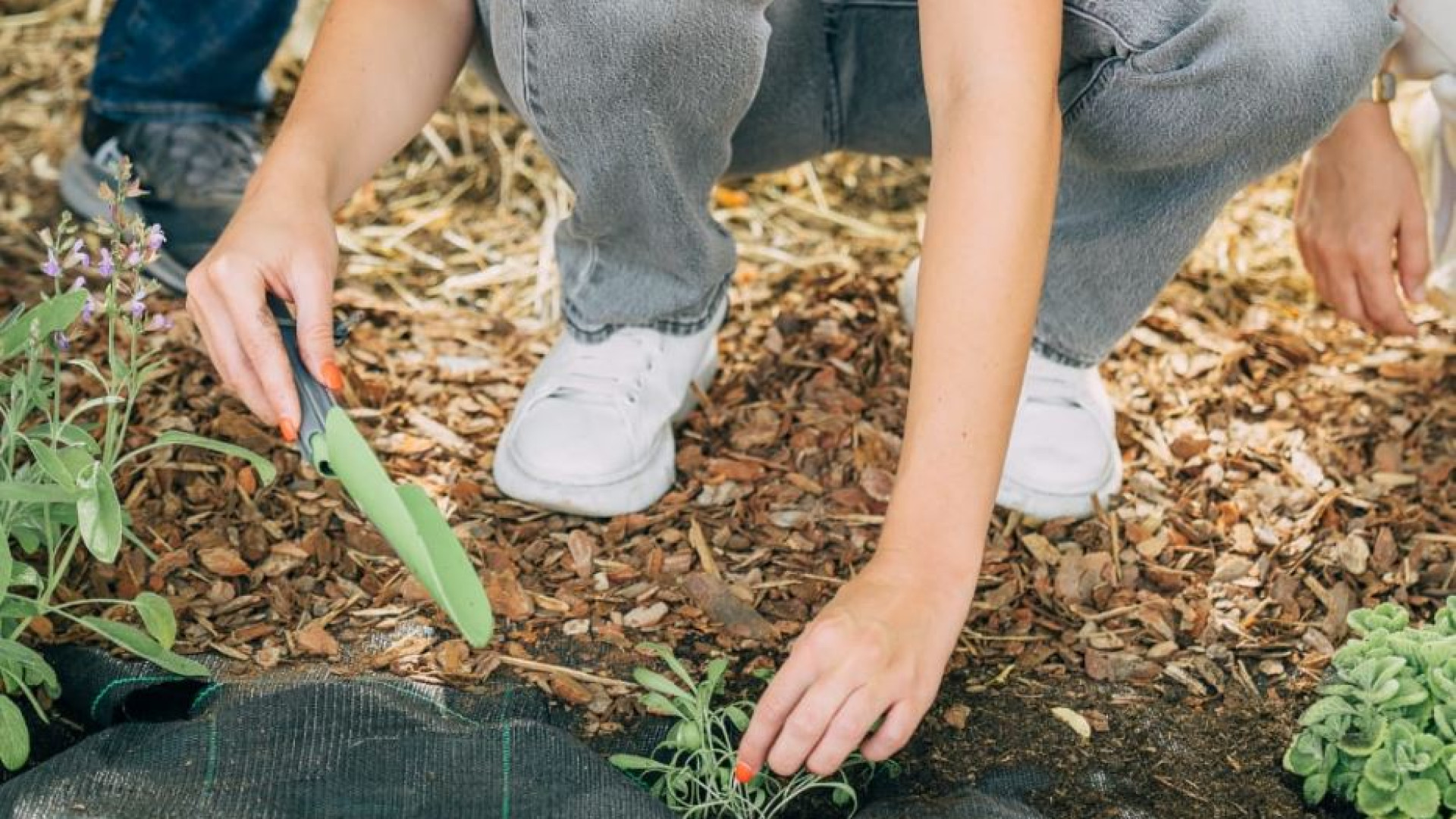 Immagine di Ci sono 80 nuove piante officinali nel “Giardino dei semplici” del Gemelli