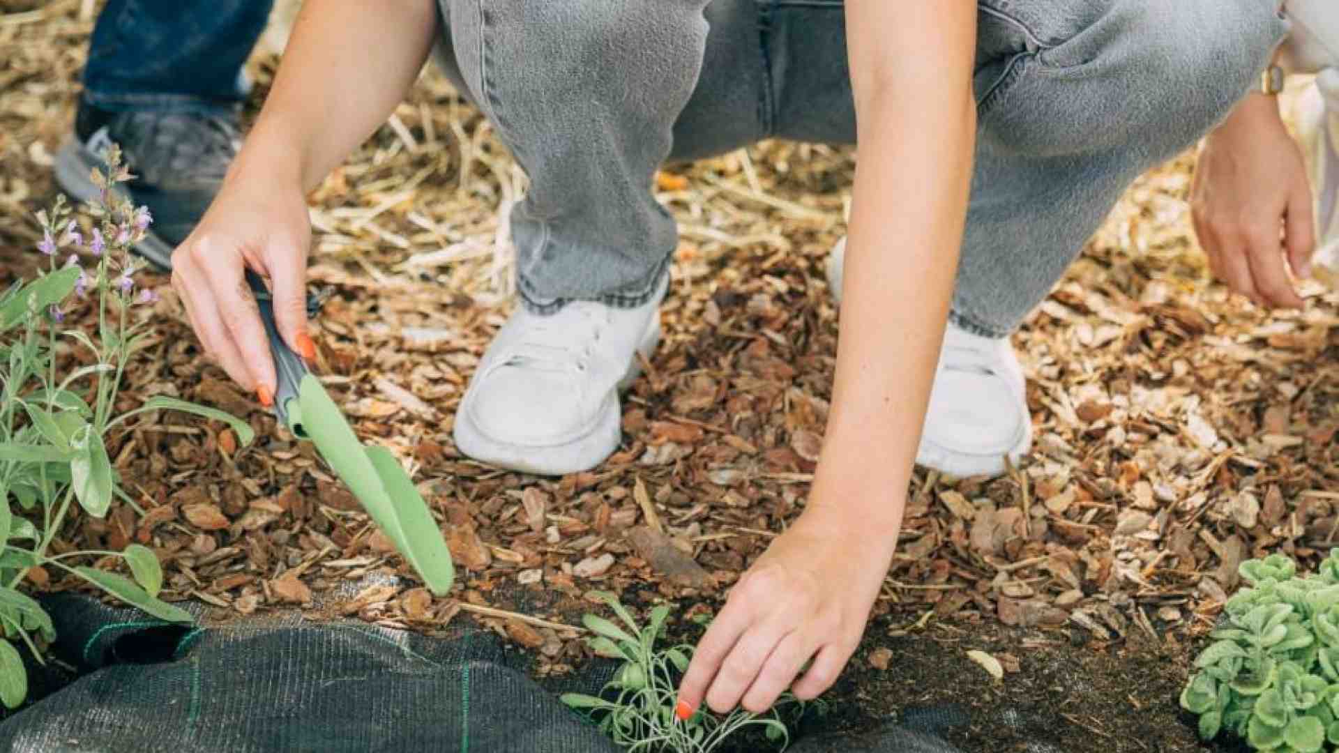 Immagine di Ci sono 80 nuove piante officinali nel “Giardino dei semplici” del Gemelli