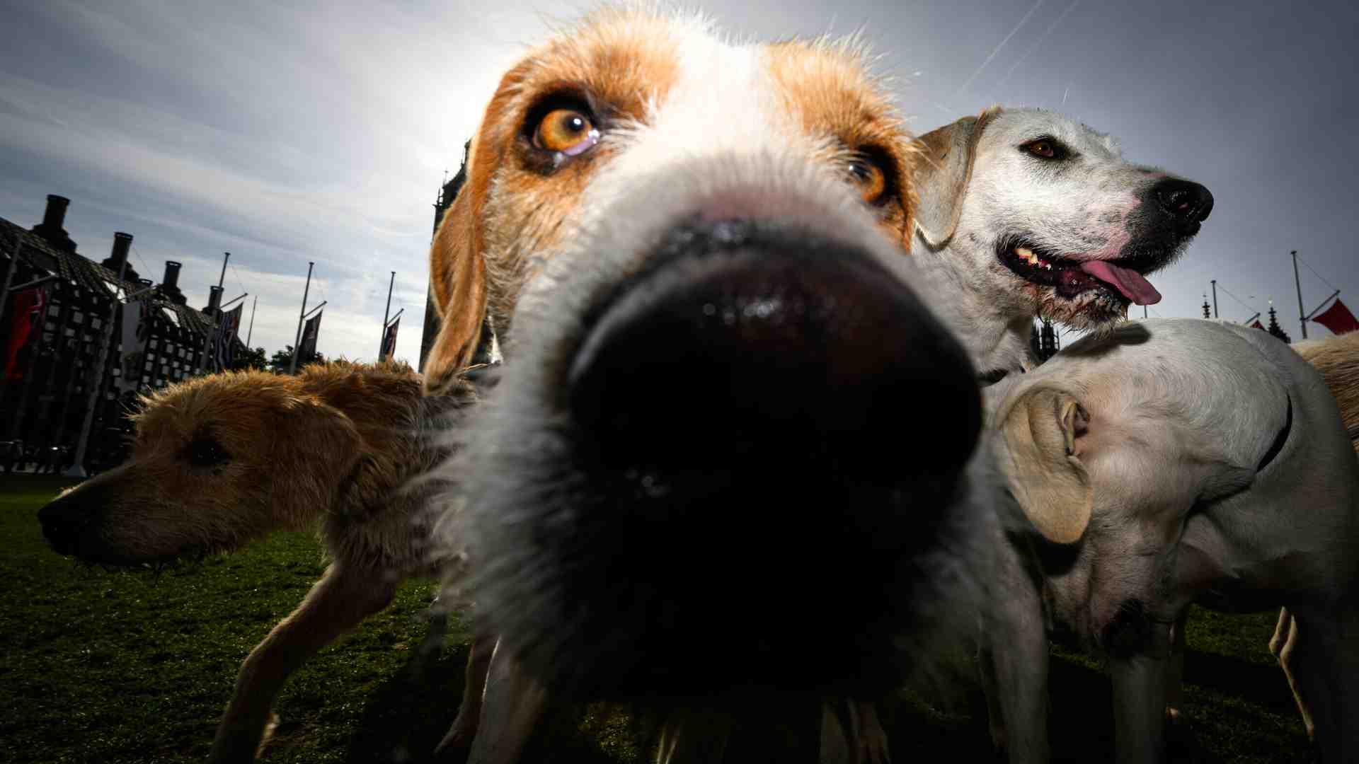 Immagine di Tristezza, per favore vai via. Gesta di un cane intelligente
