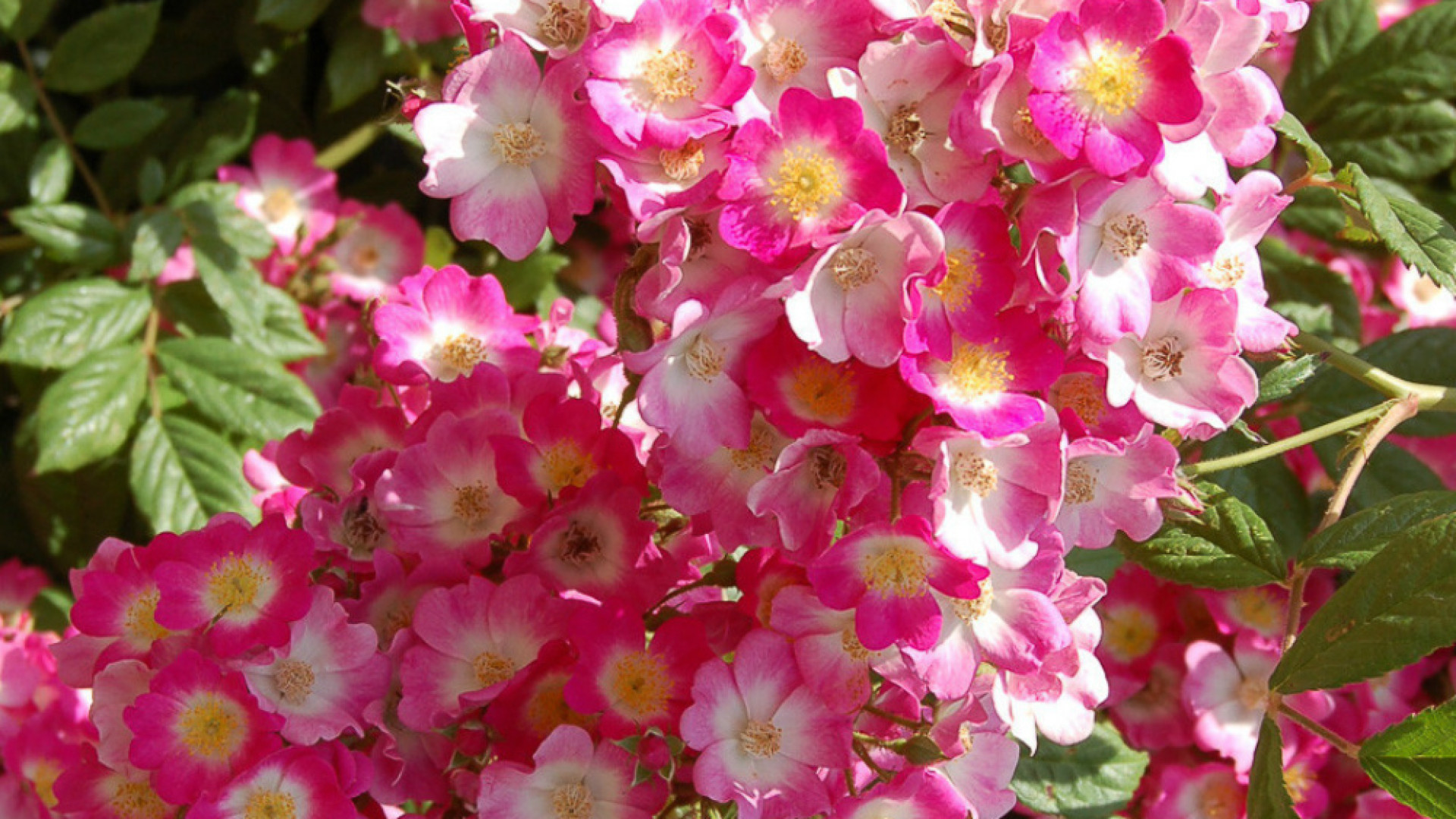 Immagine di “Candida rosa nata in dure spine”