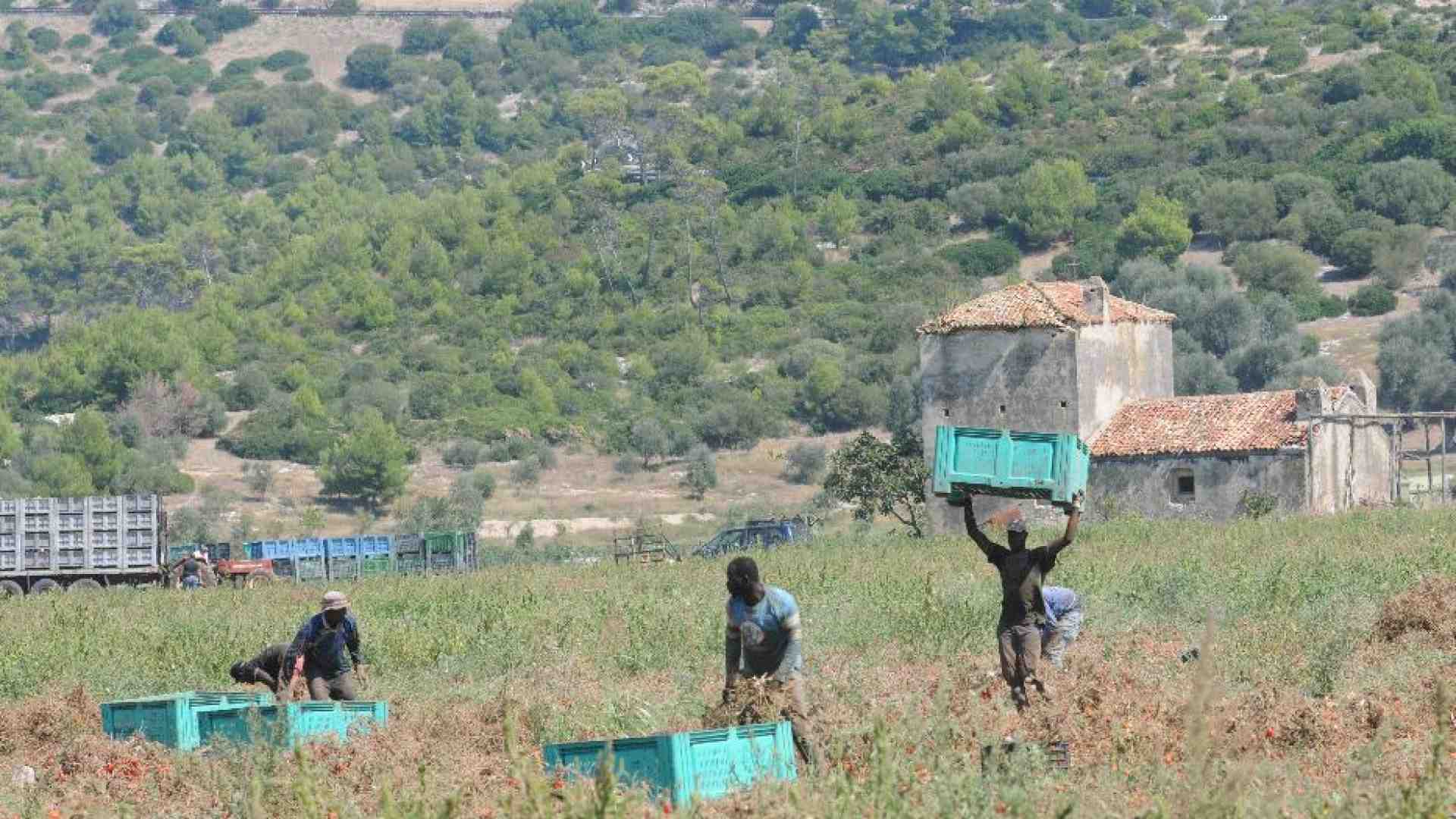 Immagine di Irregolari nei campi? Solo uno su quattro