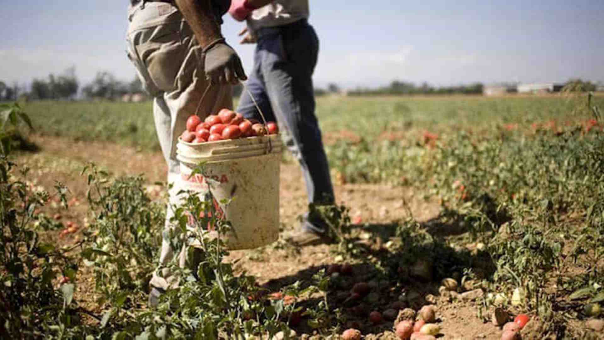 Immagine di Celentano, sindaca di Latina (FdI): “Il caporalato? Un mondo sommerso di cui la politica si occupa poco”