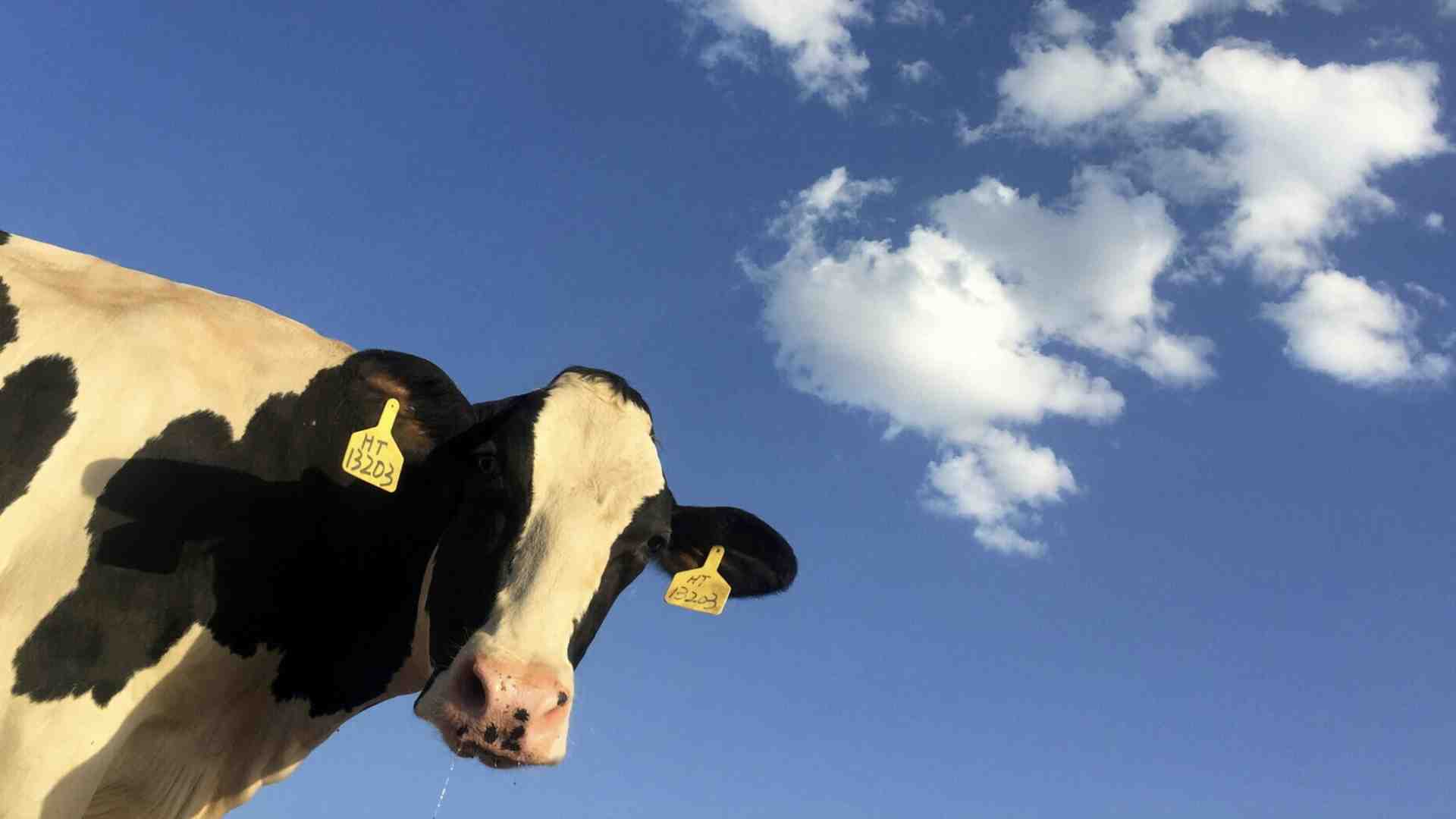Immagine di Ecco perché mi chiamano uomo-vacca