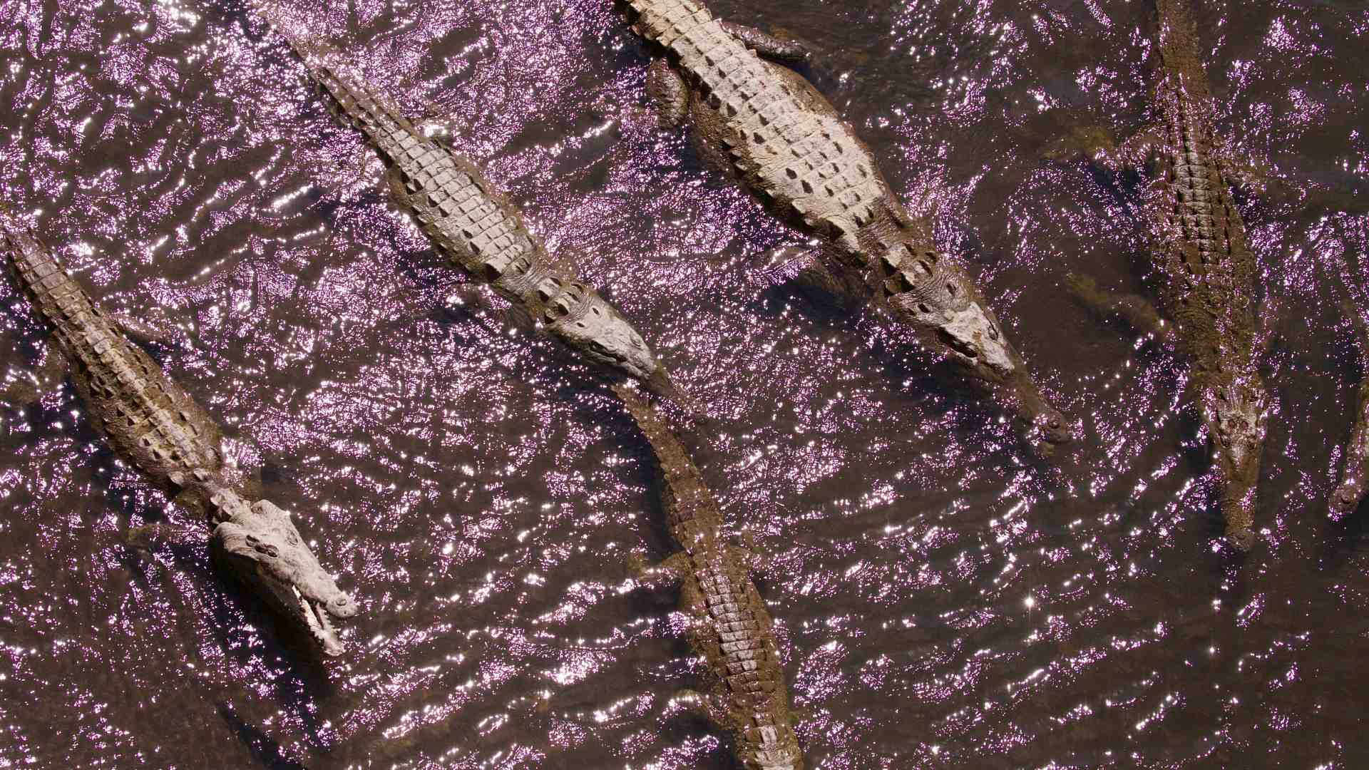 Immagine di Un punto di vista vitale in un orizzonte funerario: questo è "Paradiso"