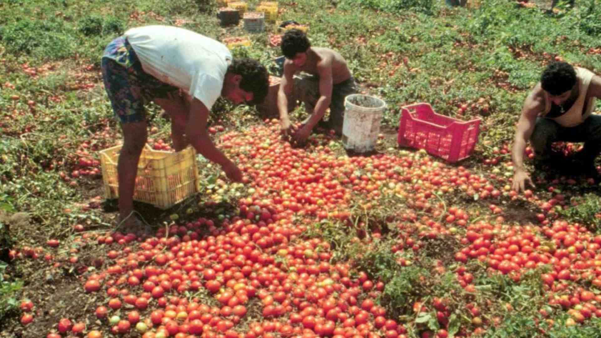 Immagine di Agro Pontino, anche i pensionati nei campi fra gli “invisibili”