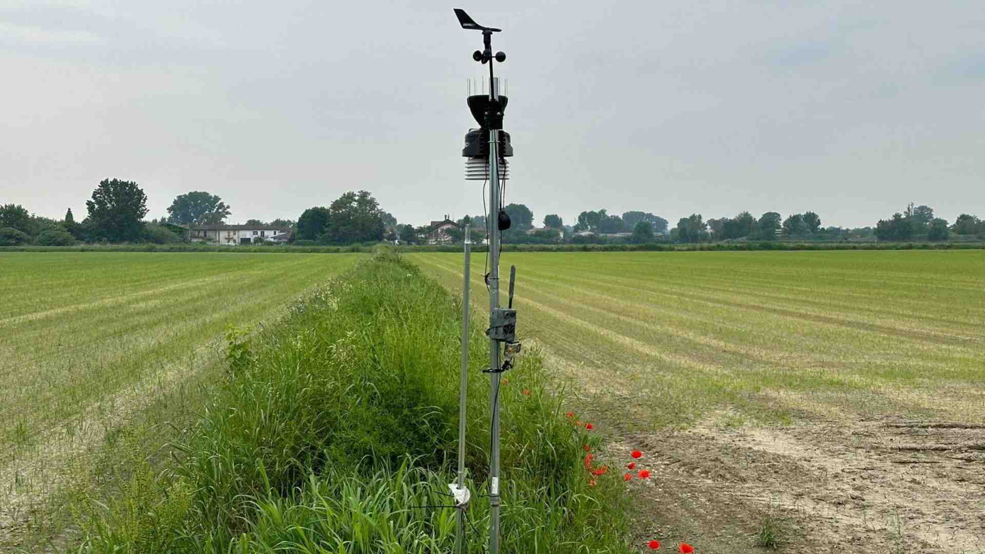 Immagine di Gli ecoterroristi responsabili di aver distrutto i campi sperimentali di riso Tea non prevarranno