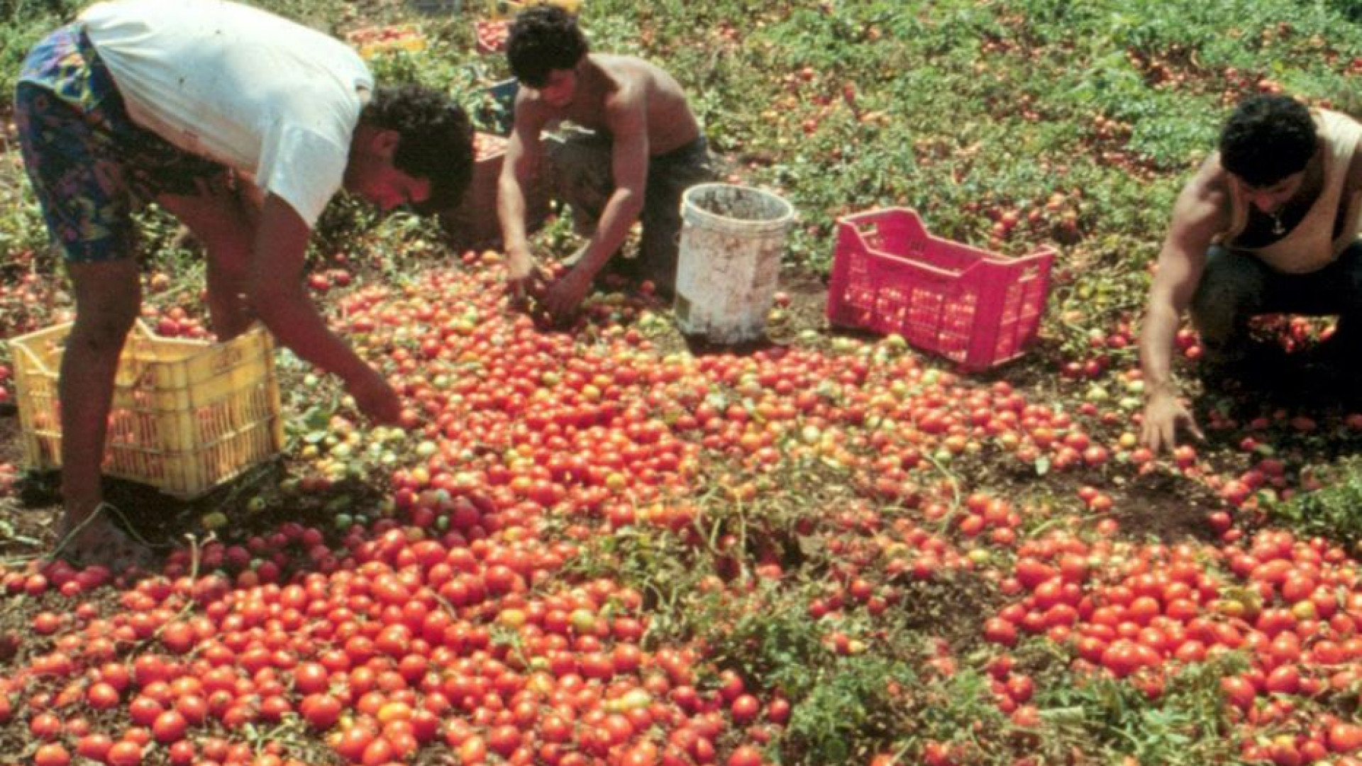 Immagine di Satnam e gli altri: quei braccianti feriti e non soccorsi