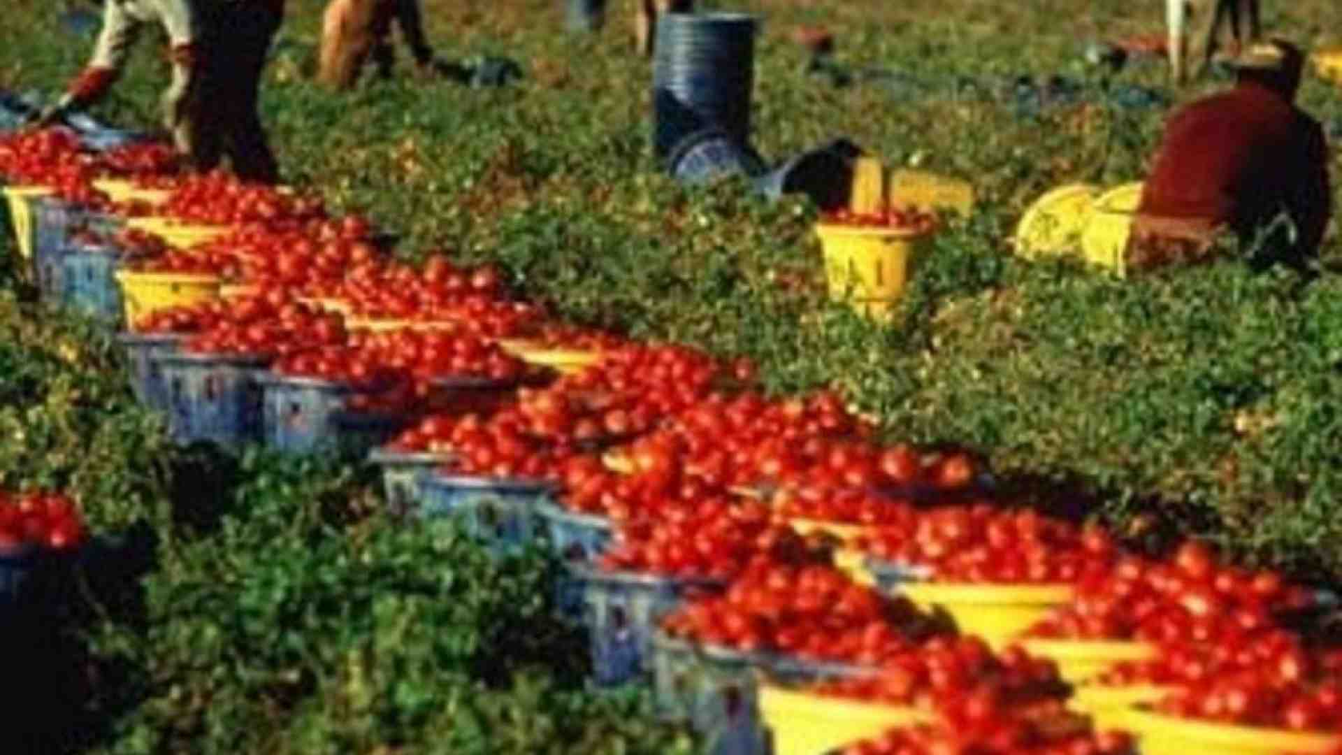 Immagine di La schiavitù nei campi: e se ce ne sentissimo responsabili quando acquistiamo?