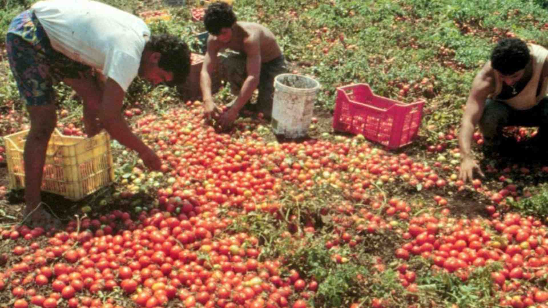 Immagine di Satnam e gli altri: quei braccianti feriti e non soccorsi