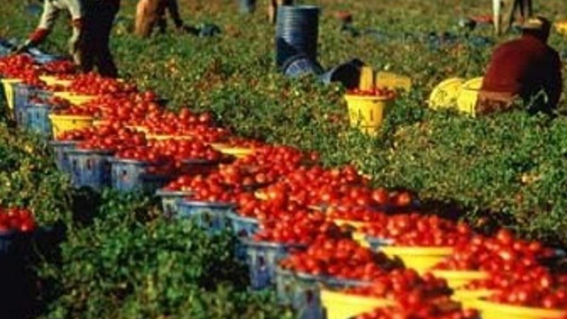 Immagine di La schiavitù nei campi: e se ce ne sentissimo responsabili quando acquistiamo?