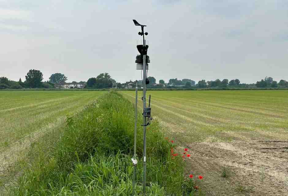 La zona dei campi di Tea distrutti nel pavese - foto Ansa