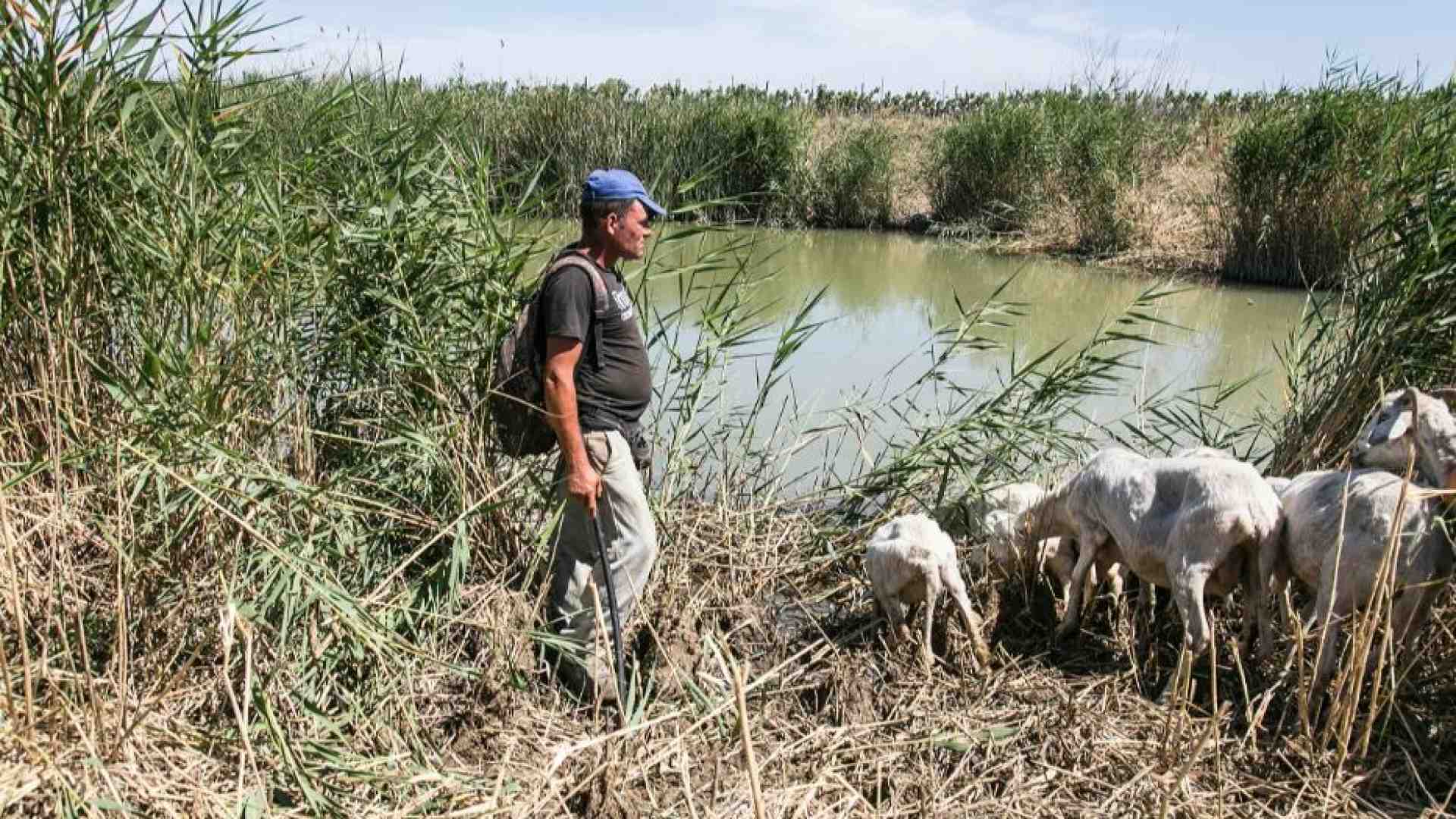 Immagine di La siccità in Sicilia sta creando problemi a persone e animali