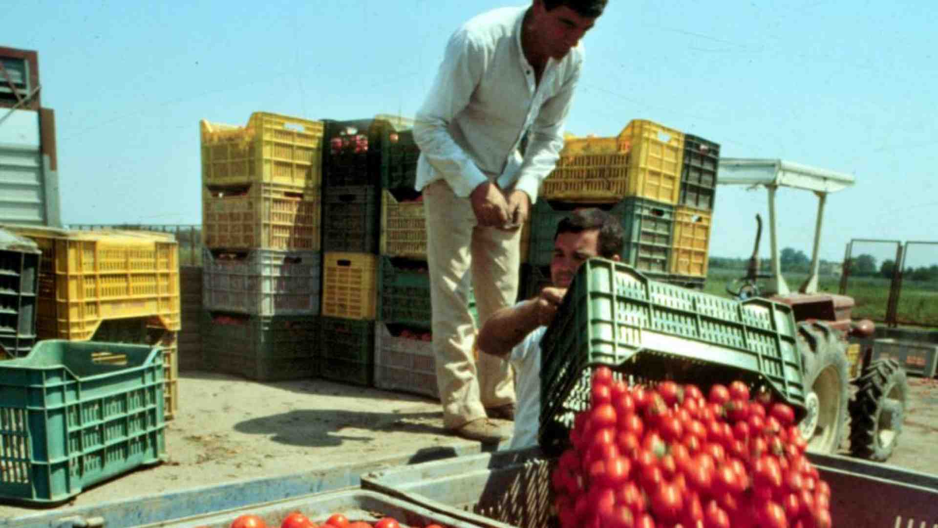 Immagine di Decenni di promesse tradite nella lotta al caporalato in agricoltura