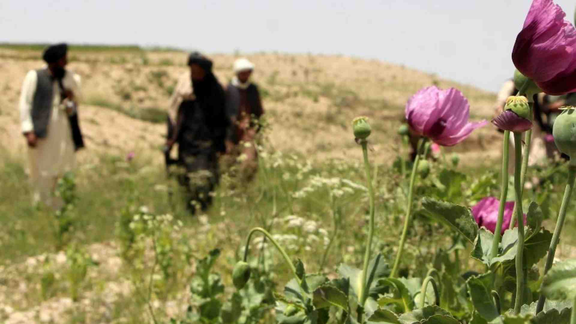 Immagine di I taleban cancellano l'oppio e le donne. E all'Onu basta per trattare