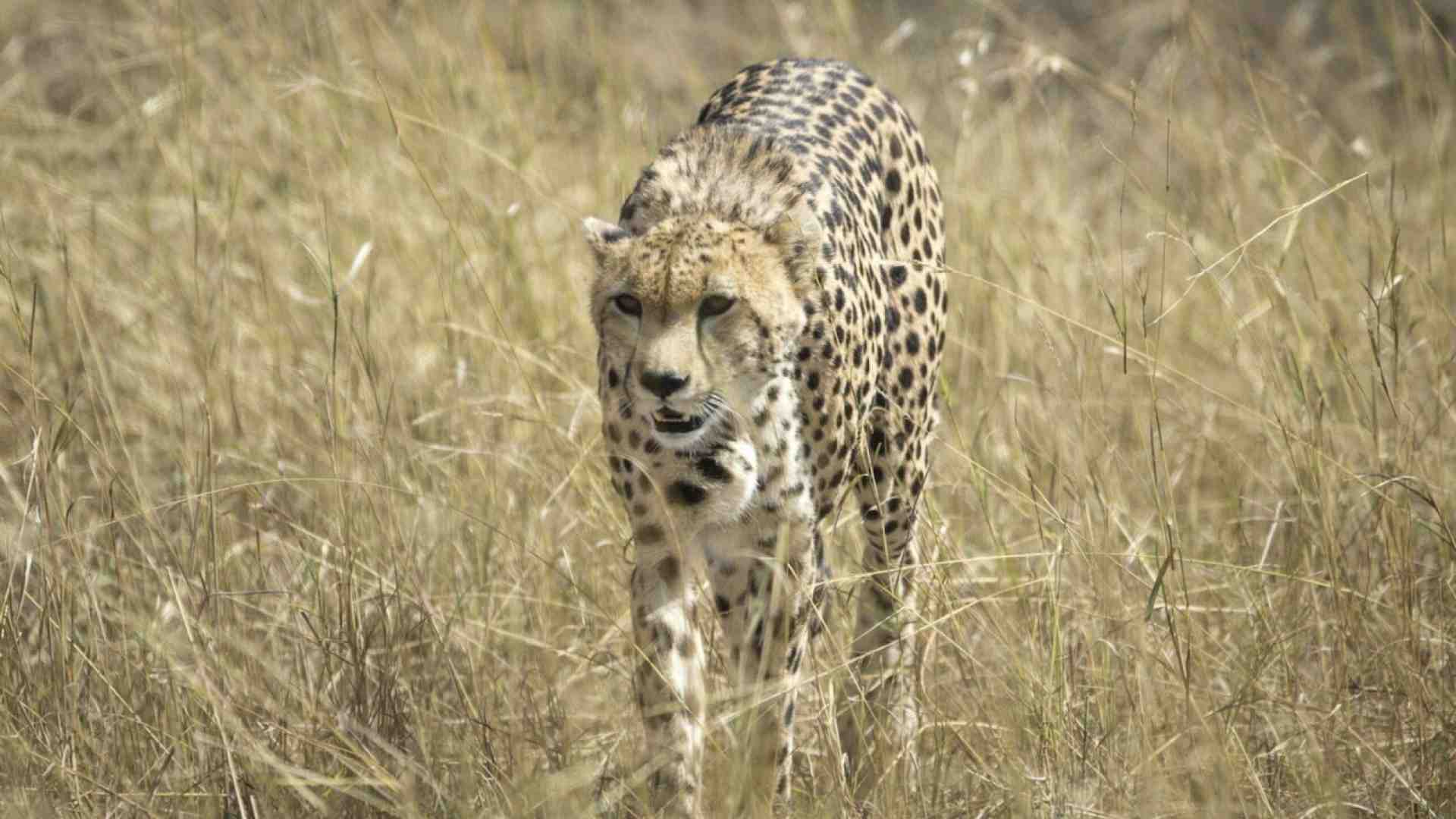 Immagine di Il ghepardo e l’impala, la Russia e l’Ucraina. In natura come fra stati