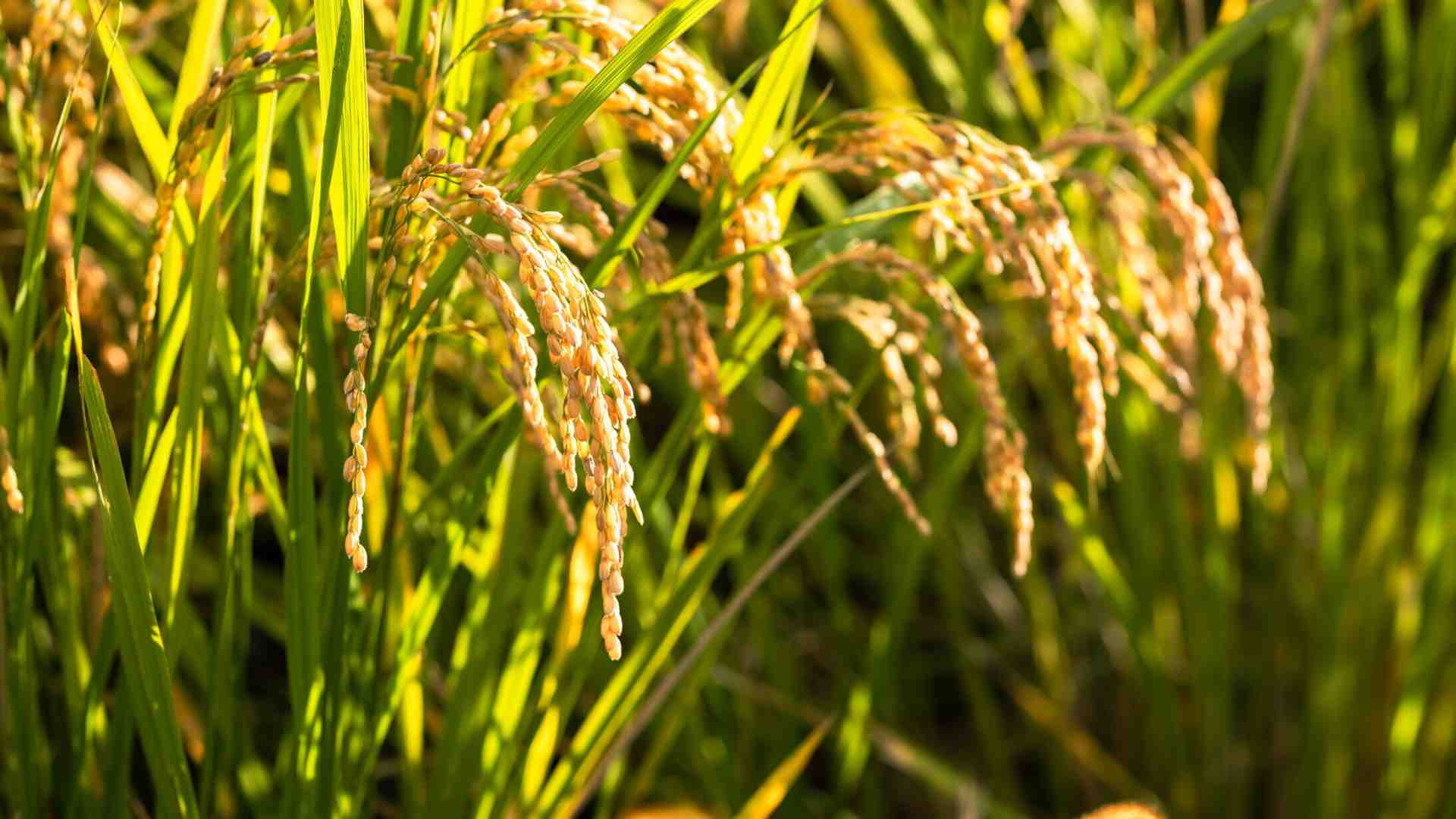 Immagine di Dimenticare Heidi e la natura bucolica per affrontare la realtà
