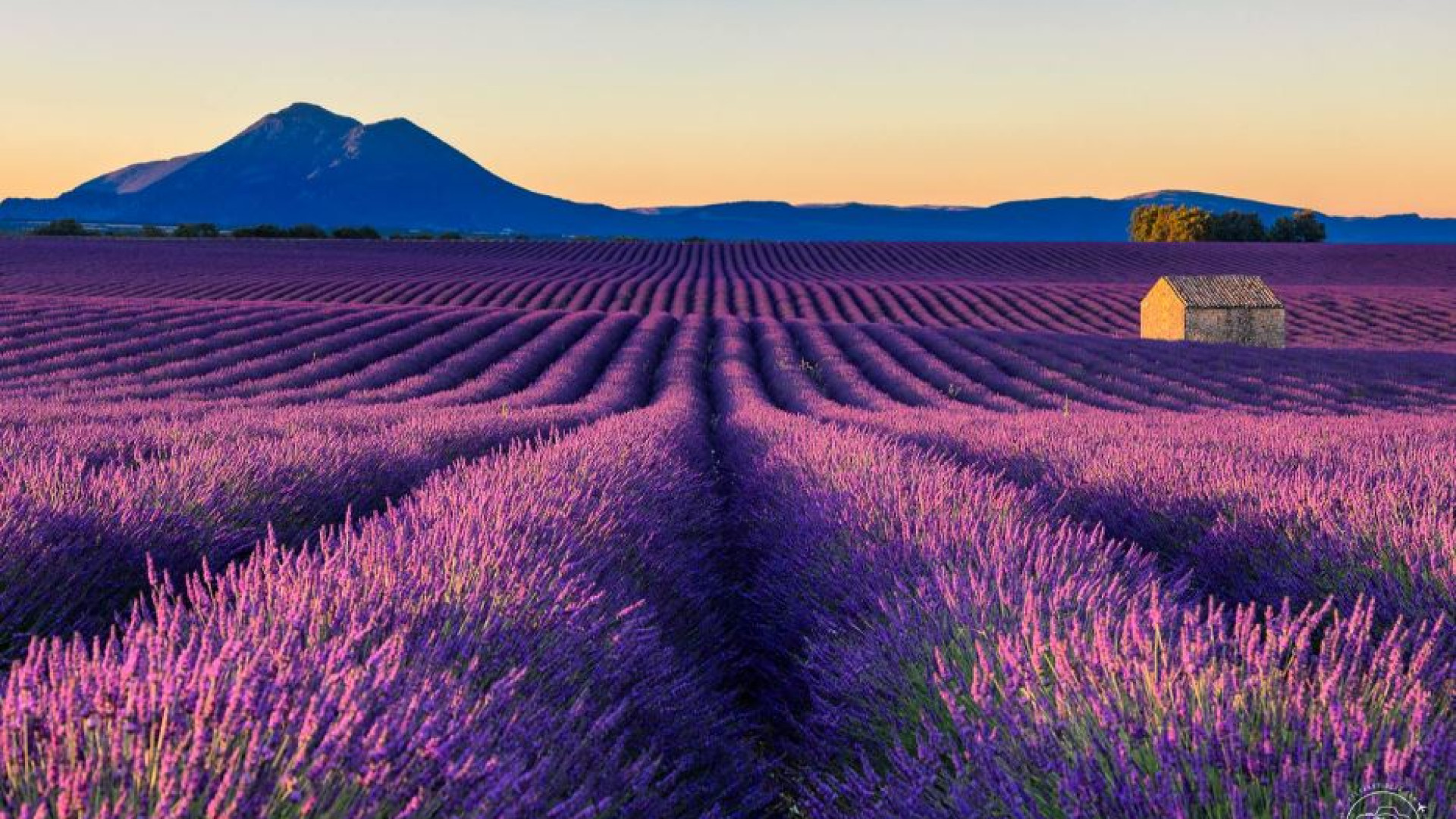 Immagine di È tempo di lavanda, la Provenza si colora di viola