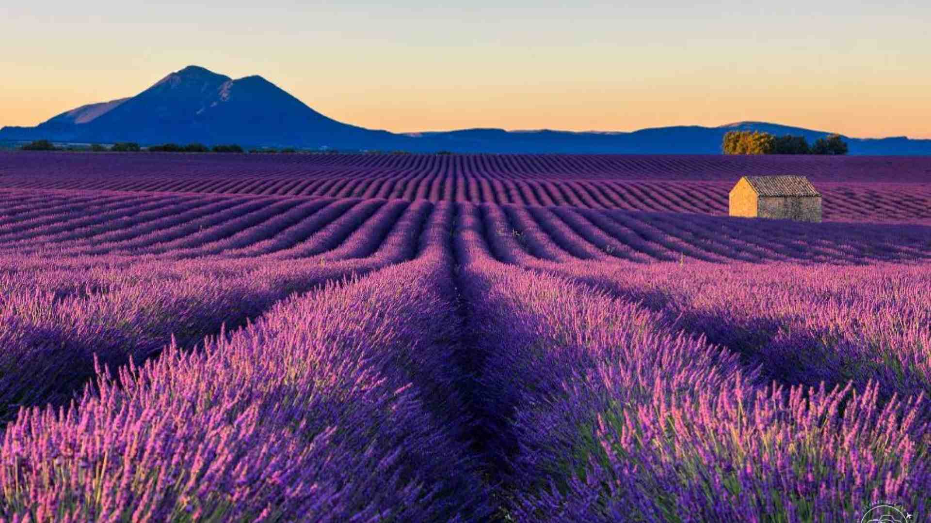 Immagine di È tempo di lavanda, la Provenza si colora di viola