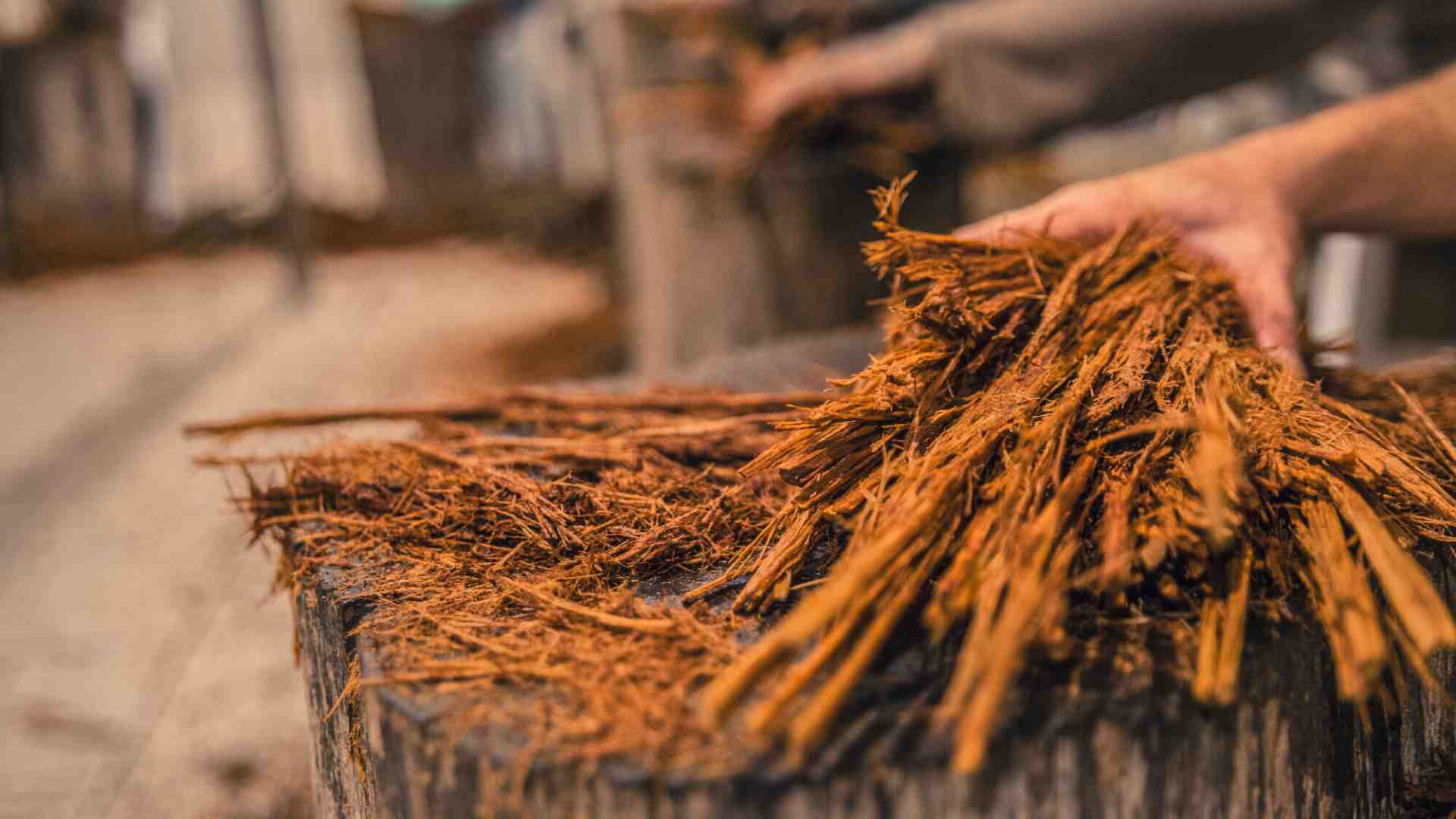 Immagine di Che cos'è l'ayahuasca e perché se ne parla dopo la morte di Alex Marangon